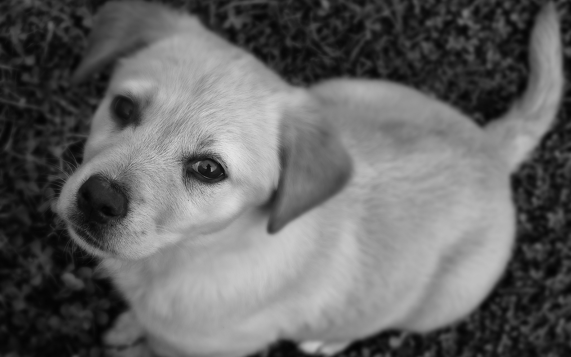 Téléchargez gratuitement l'image Animaux, Chiens, Chien sur le bureau de votre PC