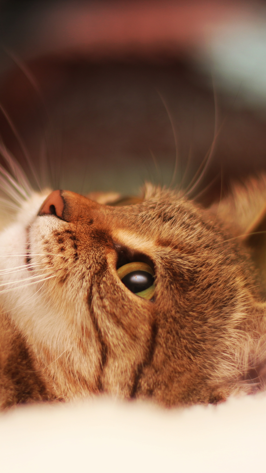 Descarga gratuita de fondo de pantalla para móvil de Animales, Gatos, Gato, Gracioso.