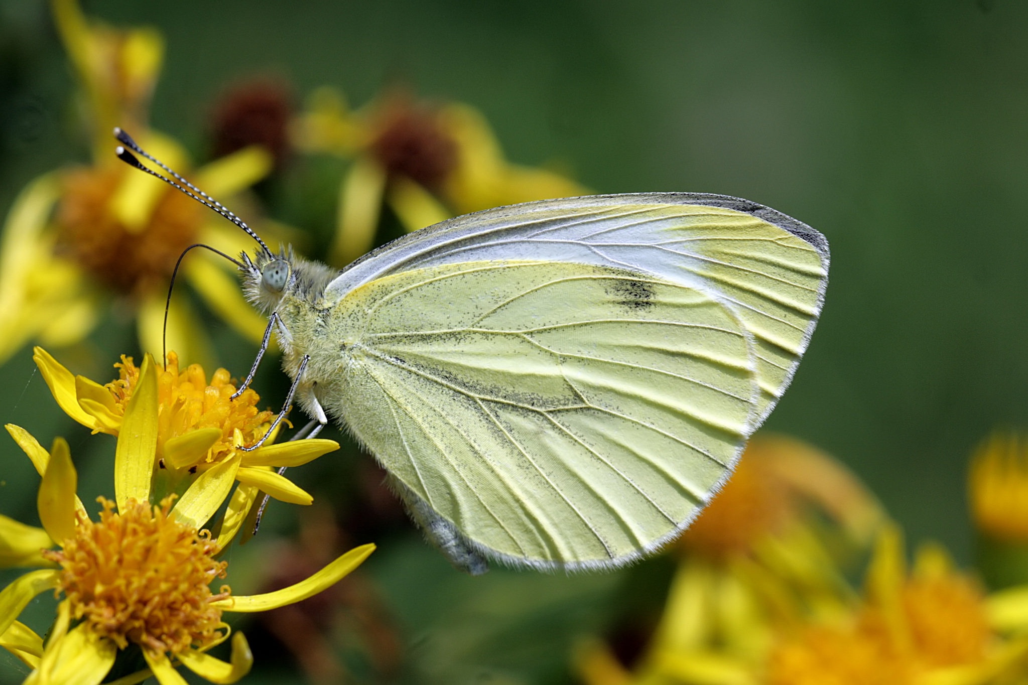 Download mobile wallpaper Flower, Macro, Insect, Butterfly, Animal for free.