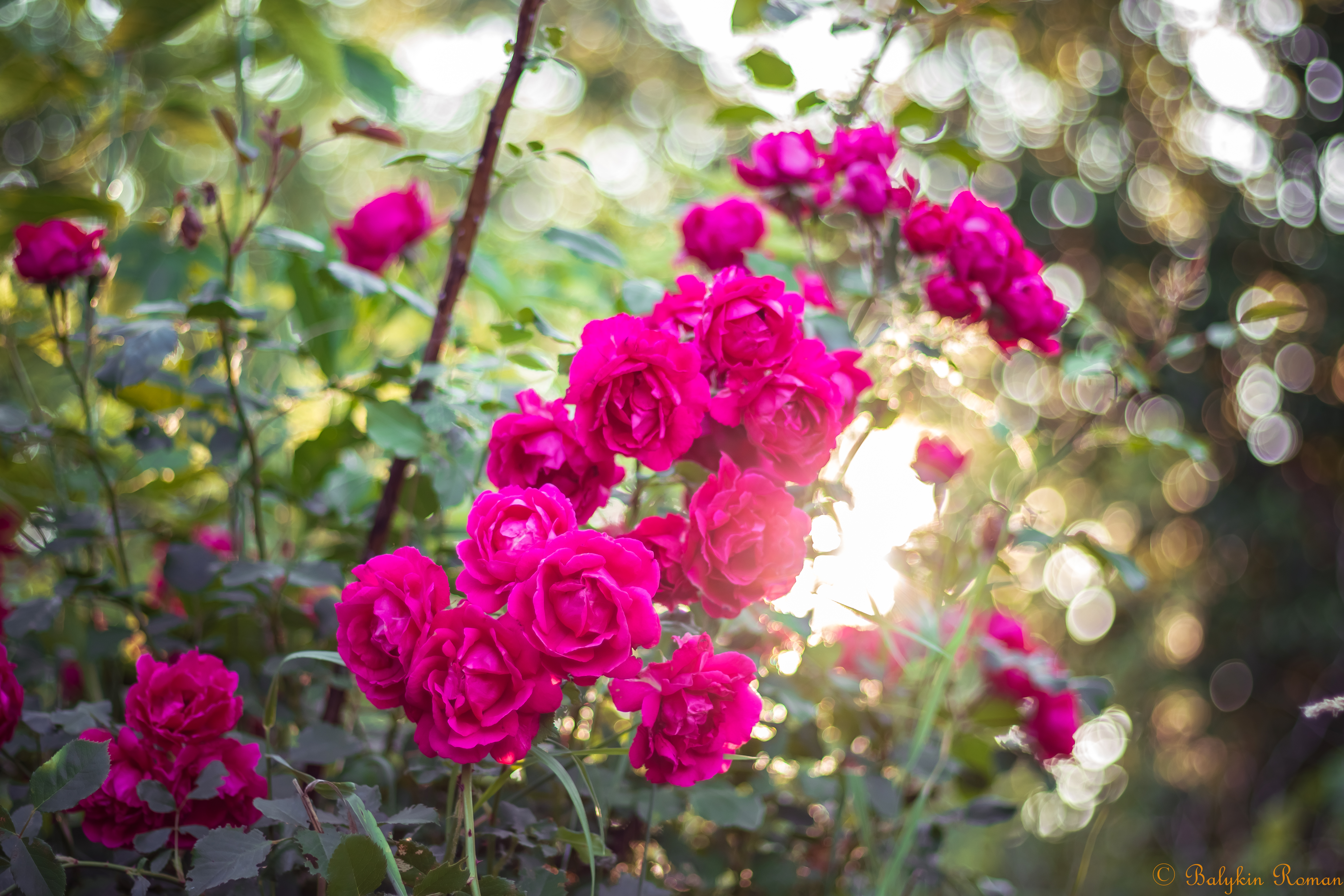 Baixar papel de parede para celular de Flores, Terra/natureza, Arbusto De Rosas gratuito.