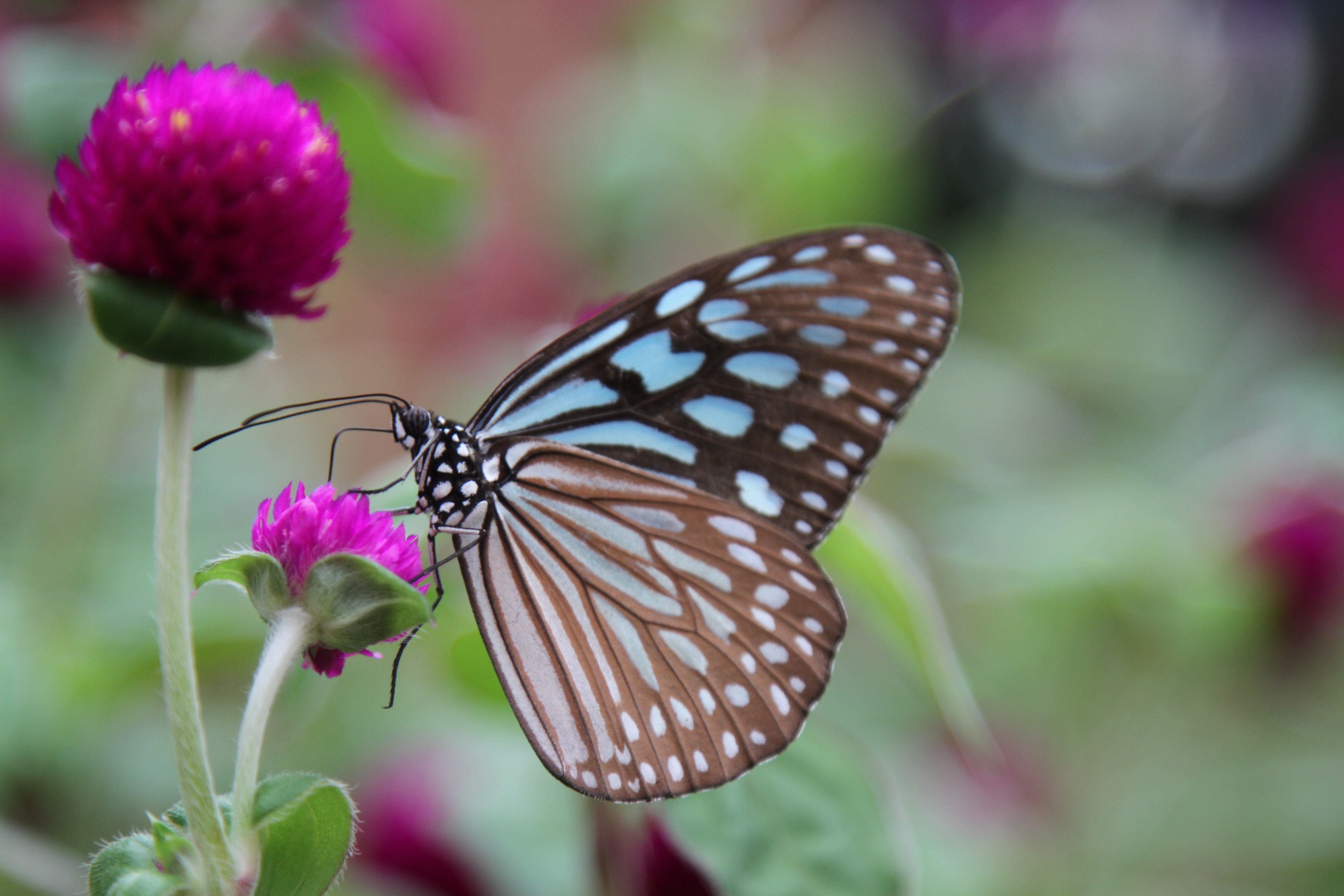 156650 baixar imagens flor, macro, borboleta, asas, trevo - papéis de parede e protetores de tela gratuitamente