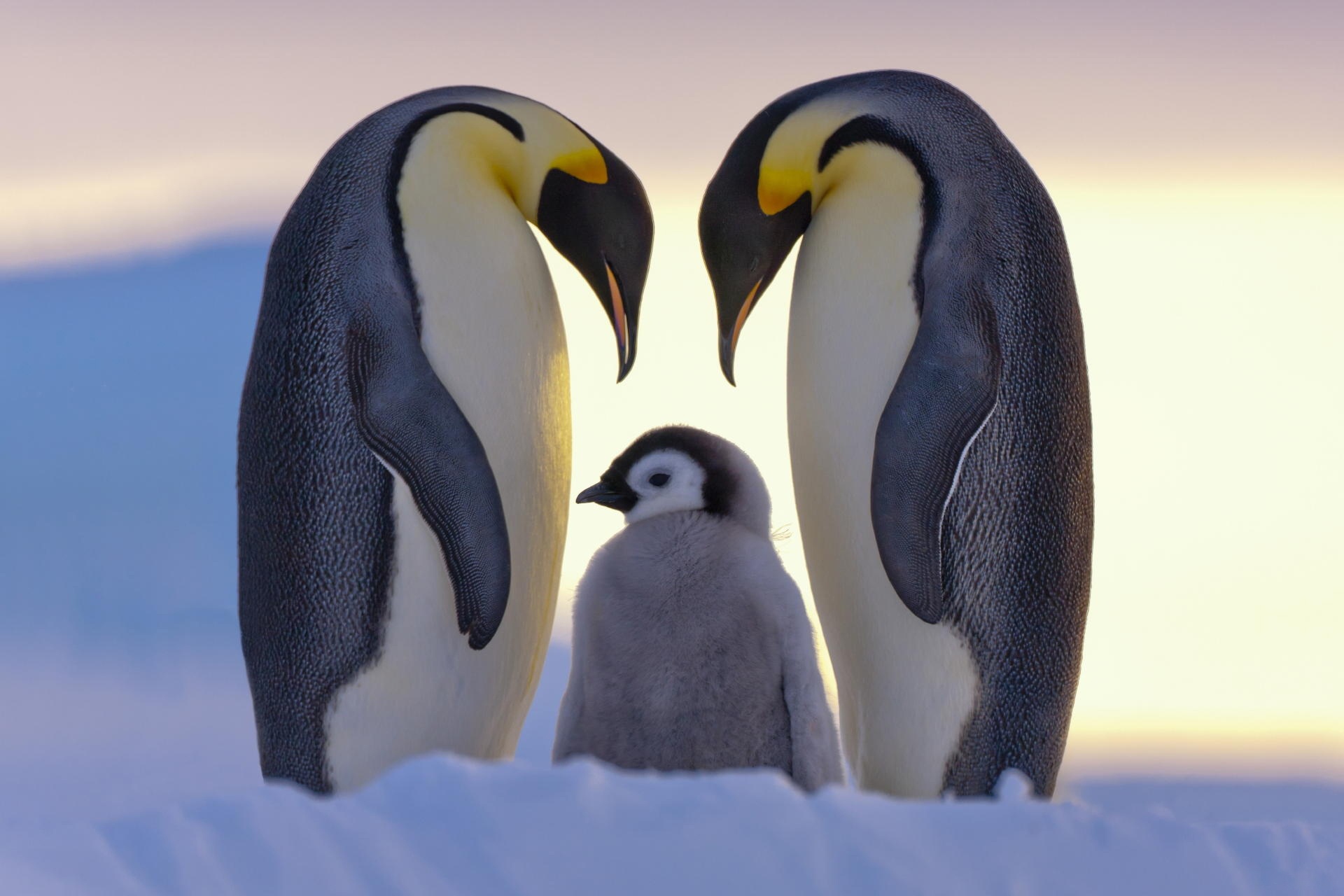 PCデスクトップに動物, 鳥, ペンギン, 赤ちゃん動物画像を無料でダウンロード