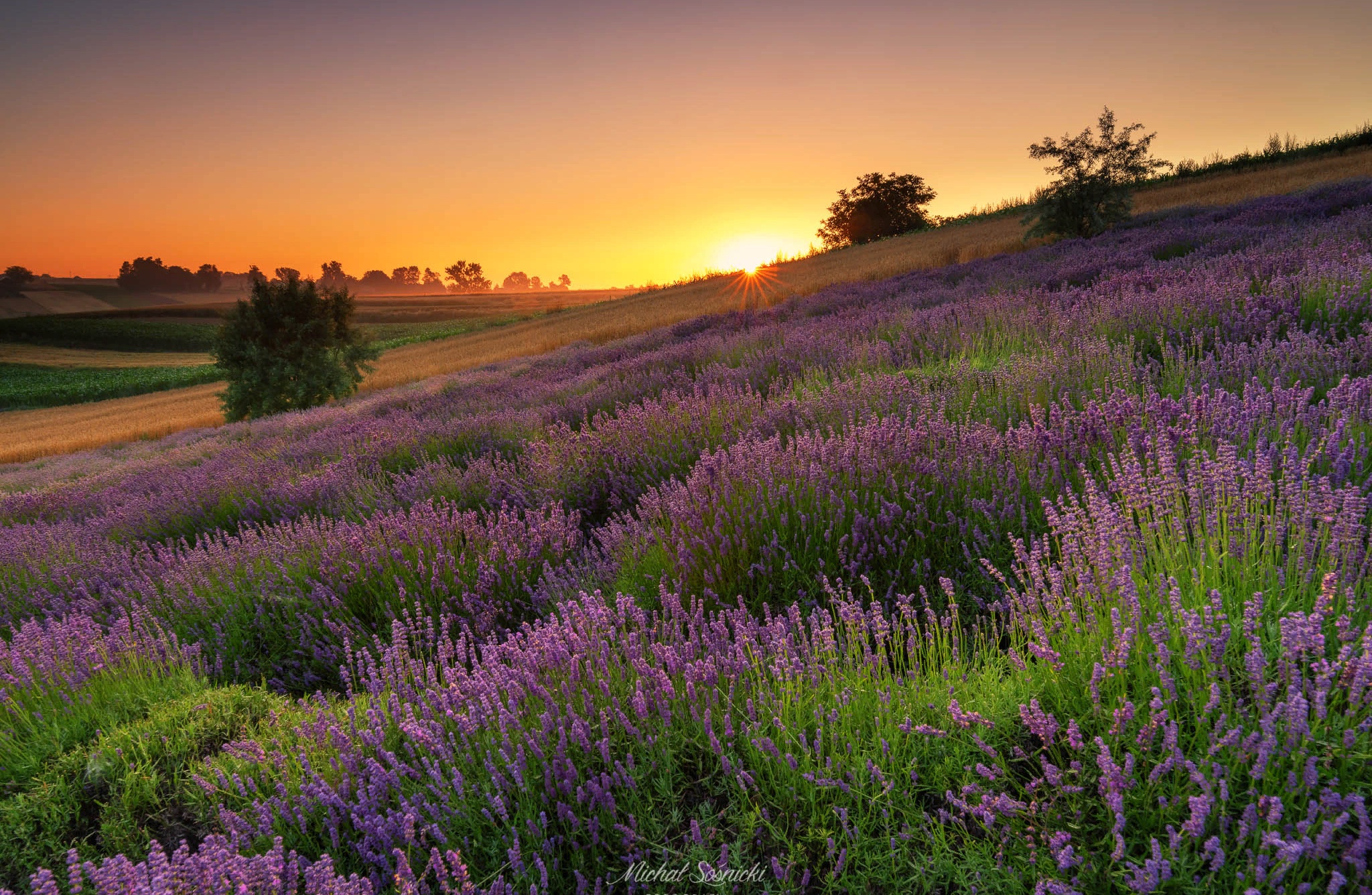 Download mobile wallpaper Earth, Meadow, Lavender for free.