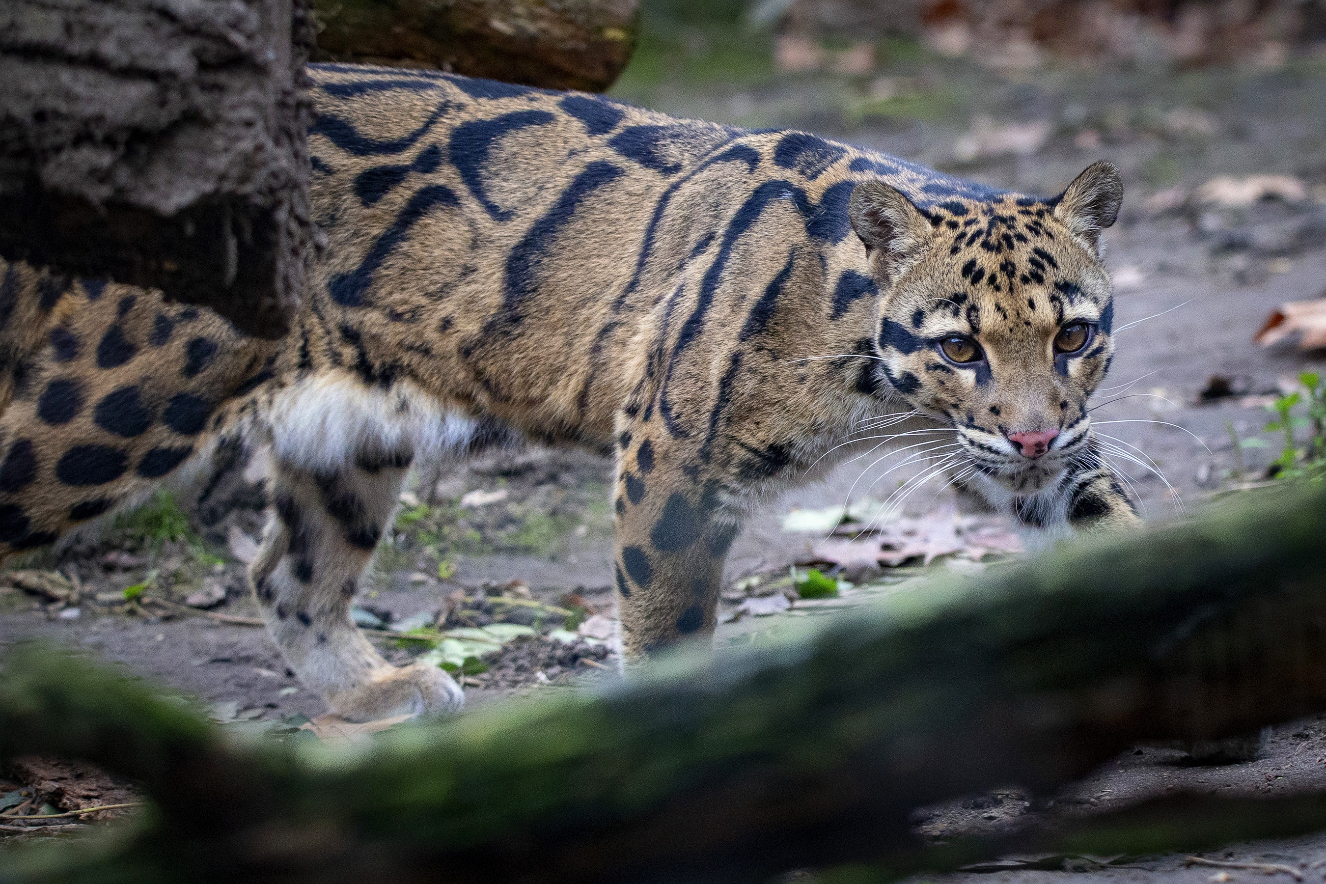 487481 baixar imagens animais, leopardo nebuloso, gatos - papéis de parede e protetores de tela gratuitamente