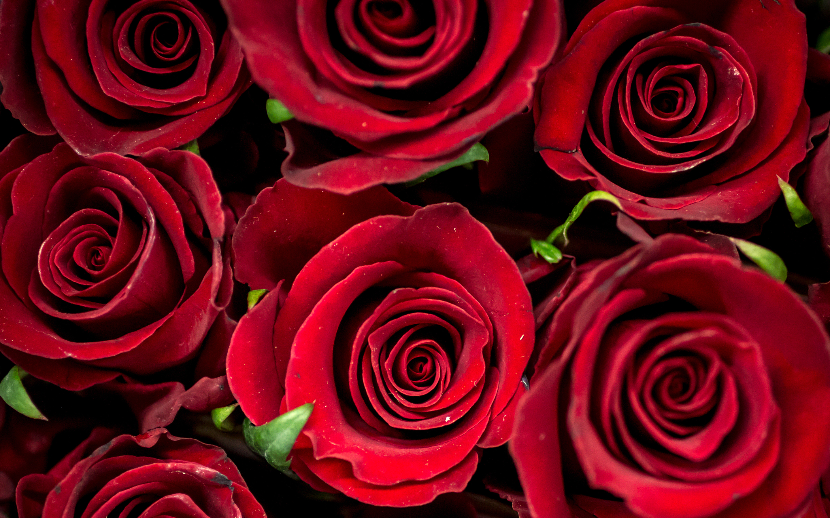 Download mobile wallpaper Flowers, Rose, Earth for free.