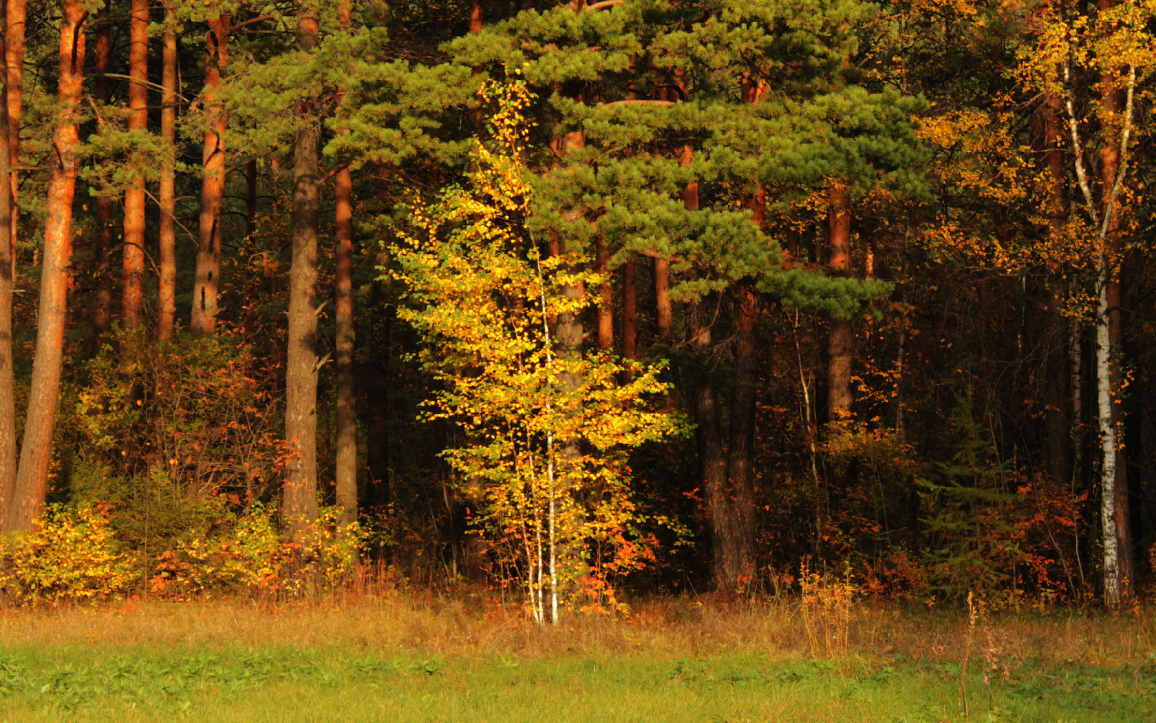 Téléchargez gratuitement l'image Automne, Terre/nature sur le bureau de votre PC