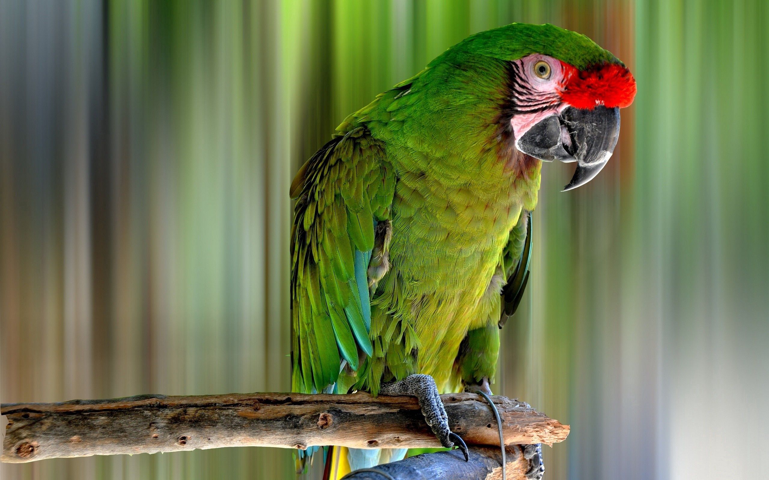 Descarga gratuita de fondo de pantalla para móvil de Animales, Color, Pájaro, Loros.