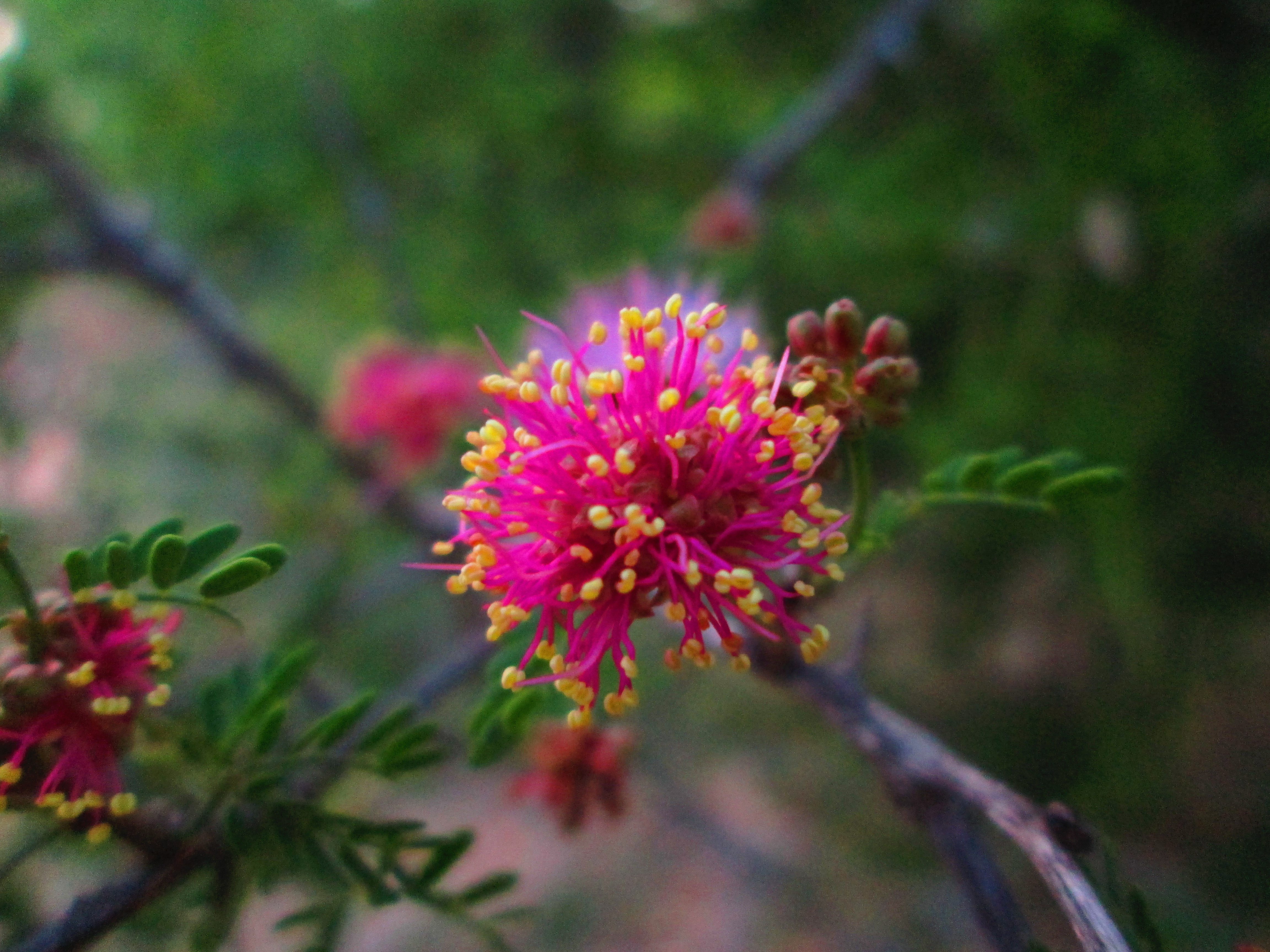 Free download wallpaper Nature, Flowers, Pink, Flower, Earth on your PC desktop