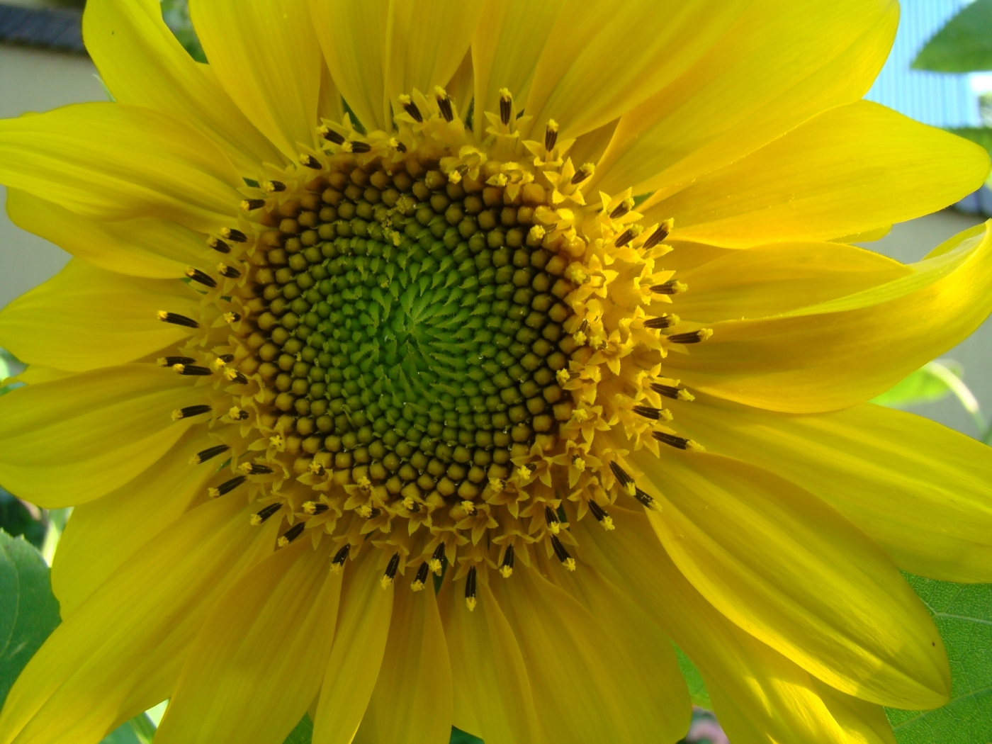 Download PC Wallpaper plants, flowers, sunflowers, yellow