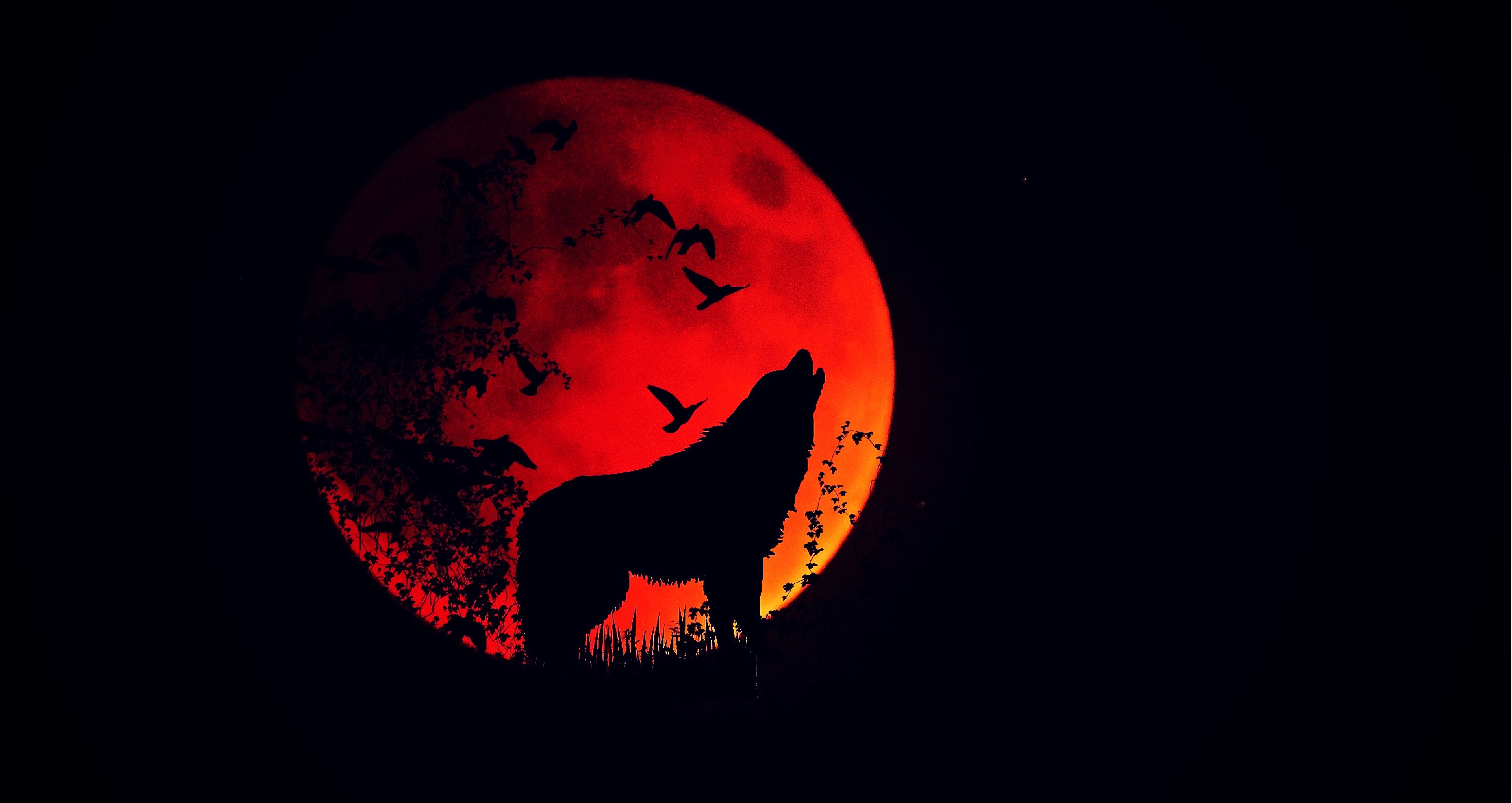 61881 descargar imagen oscuro, la luna de fuego, lobo, silueta, luna llena, aullido, luna ardiente: fondos de pantalla y protectores de pantalla gratis
