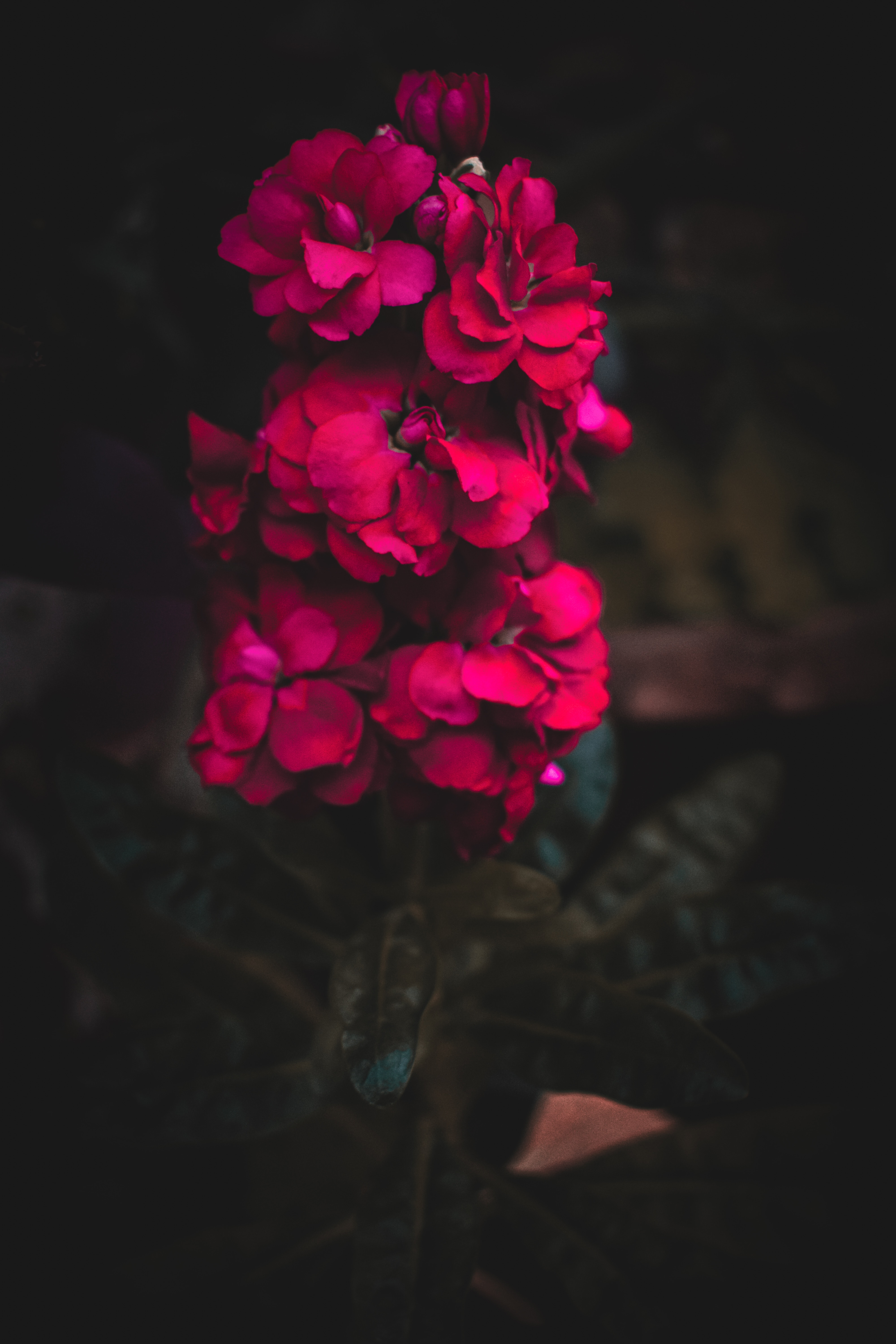 Download mobile wallpaper Gill, Jaber, Flowers, Flower, Bright, Pink for free.