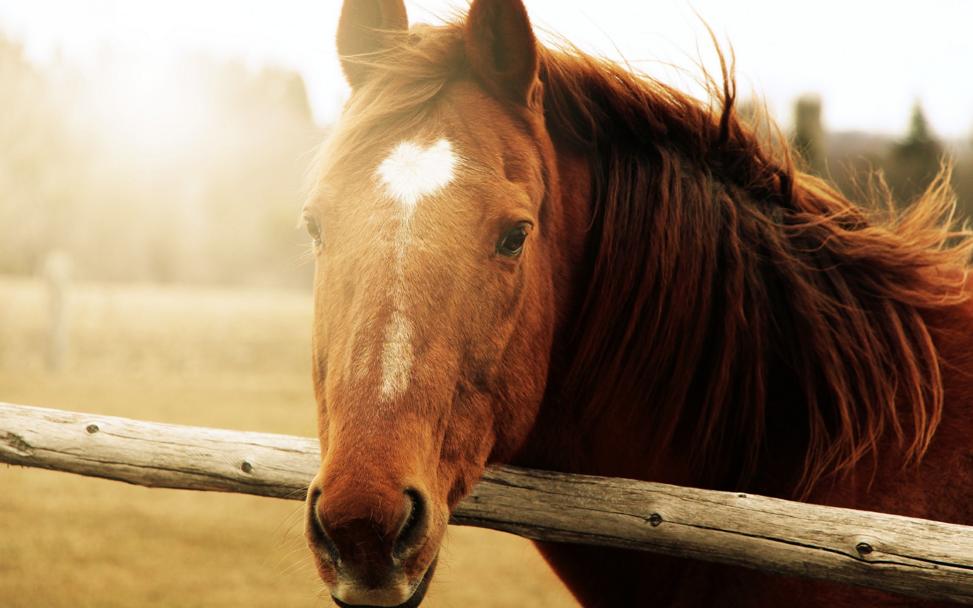 Download mobile wallpaper Animal, Horse for free.