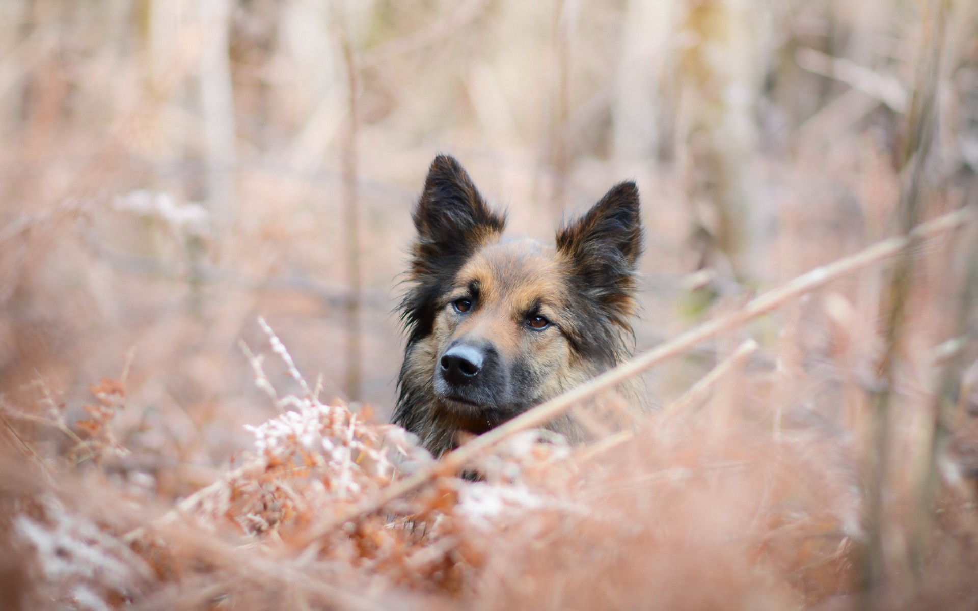 Download mobile wallpaper Dogs, Dog, Animal, German Shepherd for free.