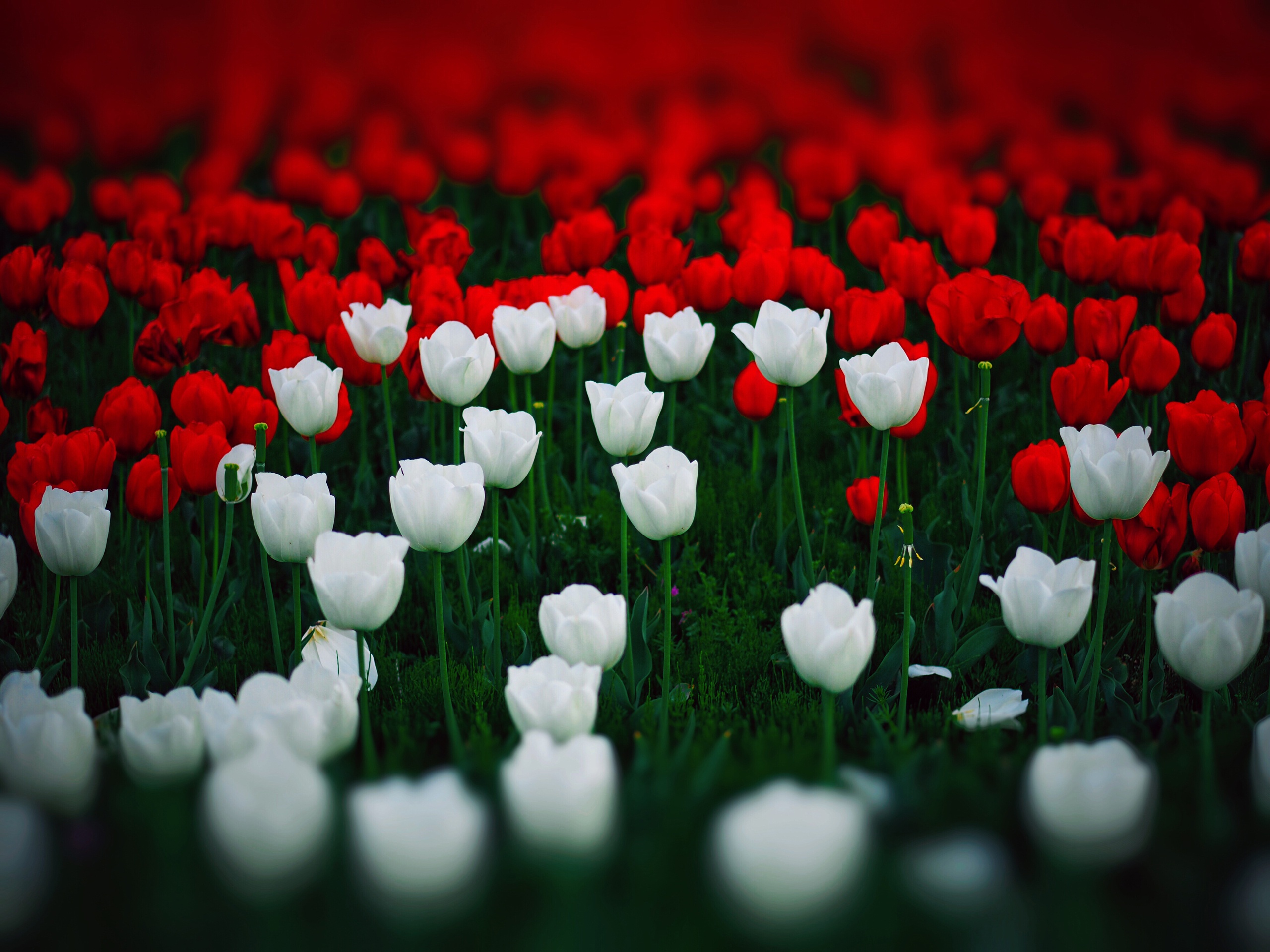 Téléchargez gratuitement l'image Fleurs, Fleur, Tulipe, Fleur Blanche, Fleur Rouge, Terre/nature sur le bureau de votre PC