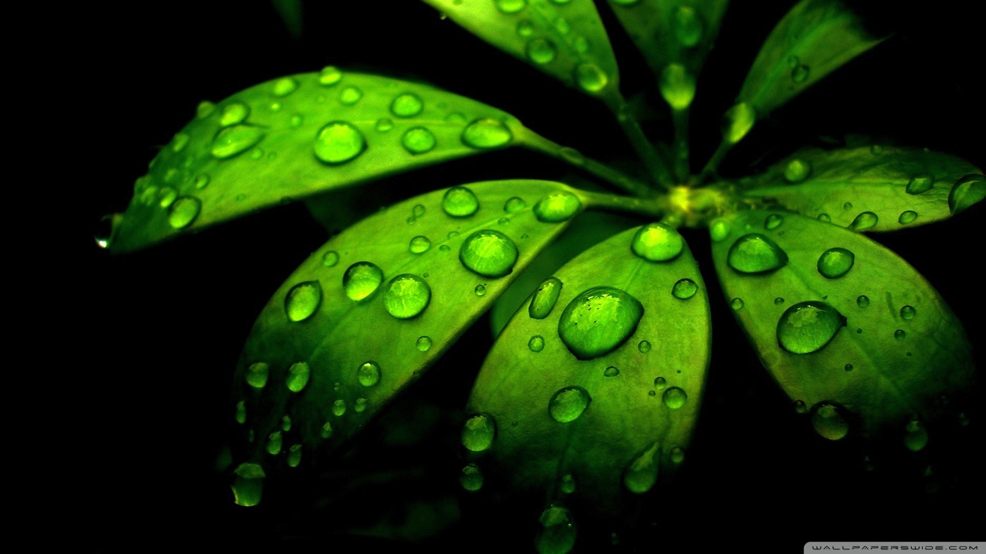 Laden Sie das Blätter, Drops, Pflanzen-Bild kostenlos auf Ihren PC-Desktop herunter