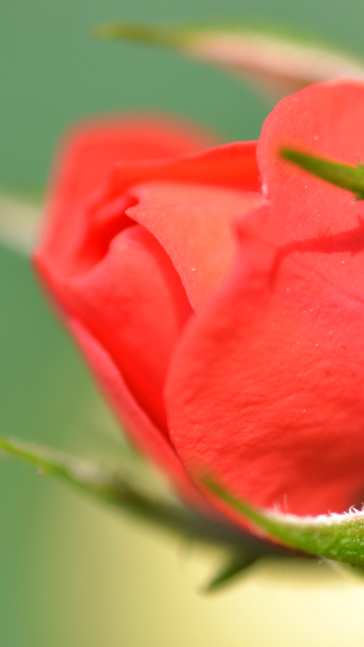 Téléchargez des papiers peints mobile Fleurs, Rose, Fleur, Macro, Bourgeon, Terre/nature gratuitement.