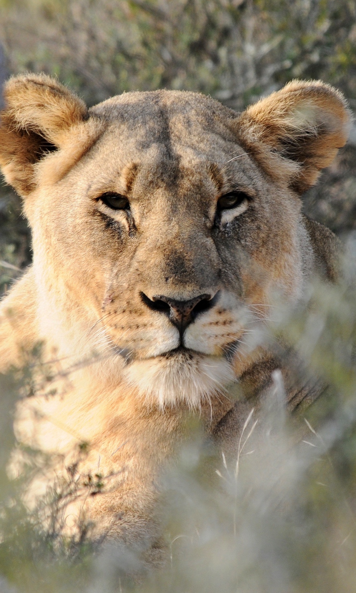 Téléchargez des papiers peints mobile Animaux, Chats, Lion gratuitement.