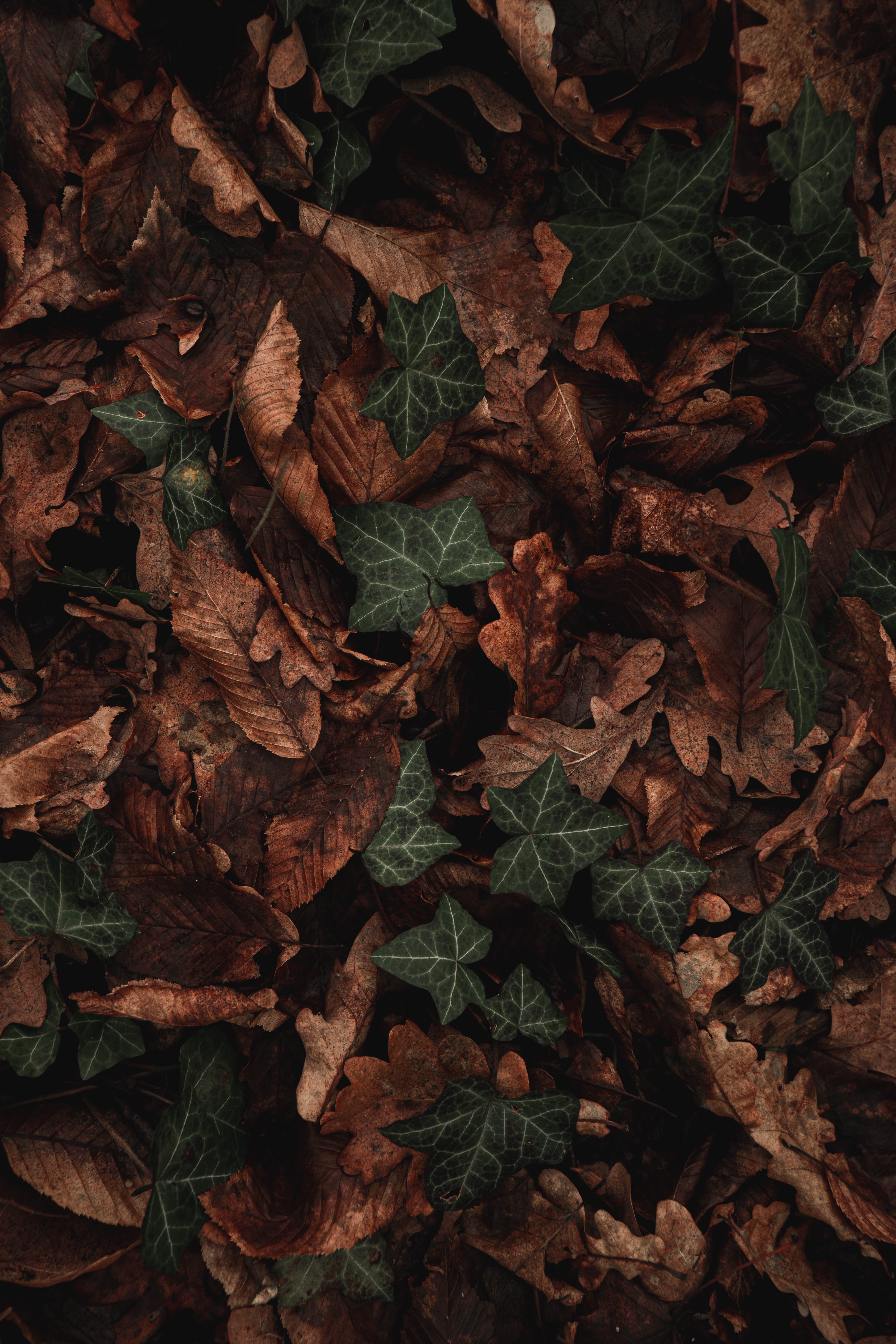 Download mobile wallpaper Macro, Dry, Leaves, Brown, Plant for free.