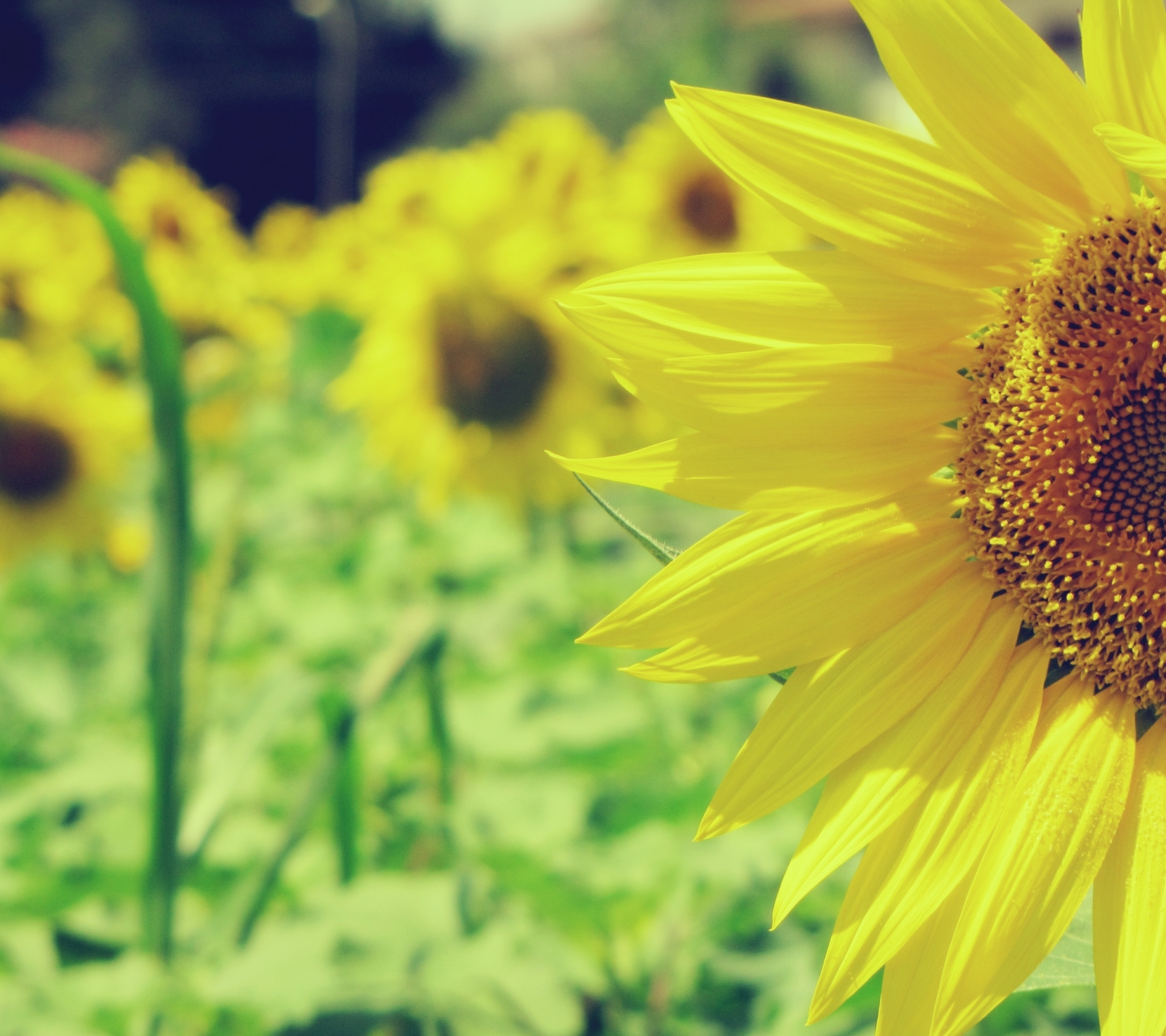 Download mobile wallpaper Flowers, Earth, Sunflower for free.