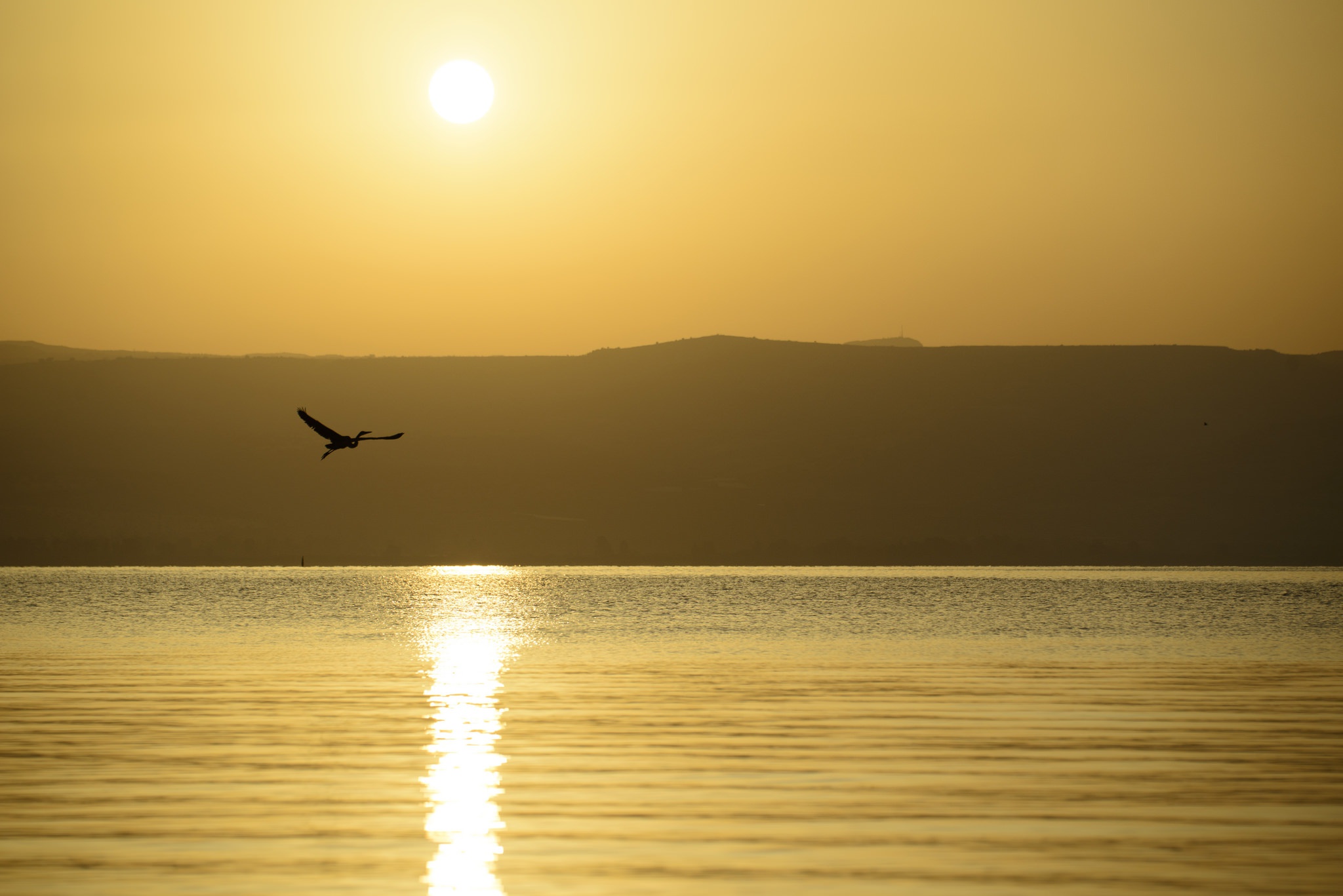 Free download wallpaper Sun, Lake, Reflection, Bird, Sunrise, Earth on your PC desktop