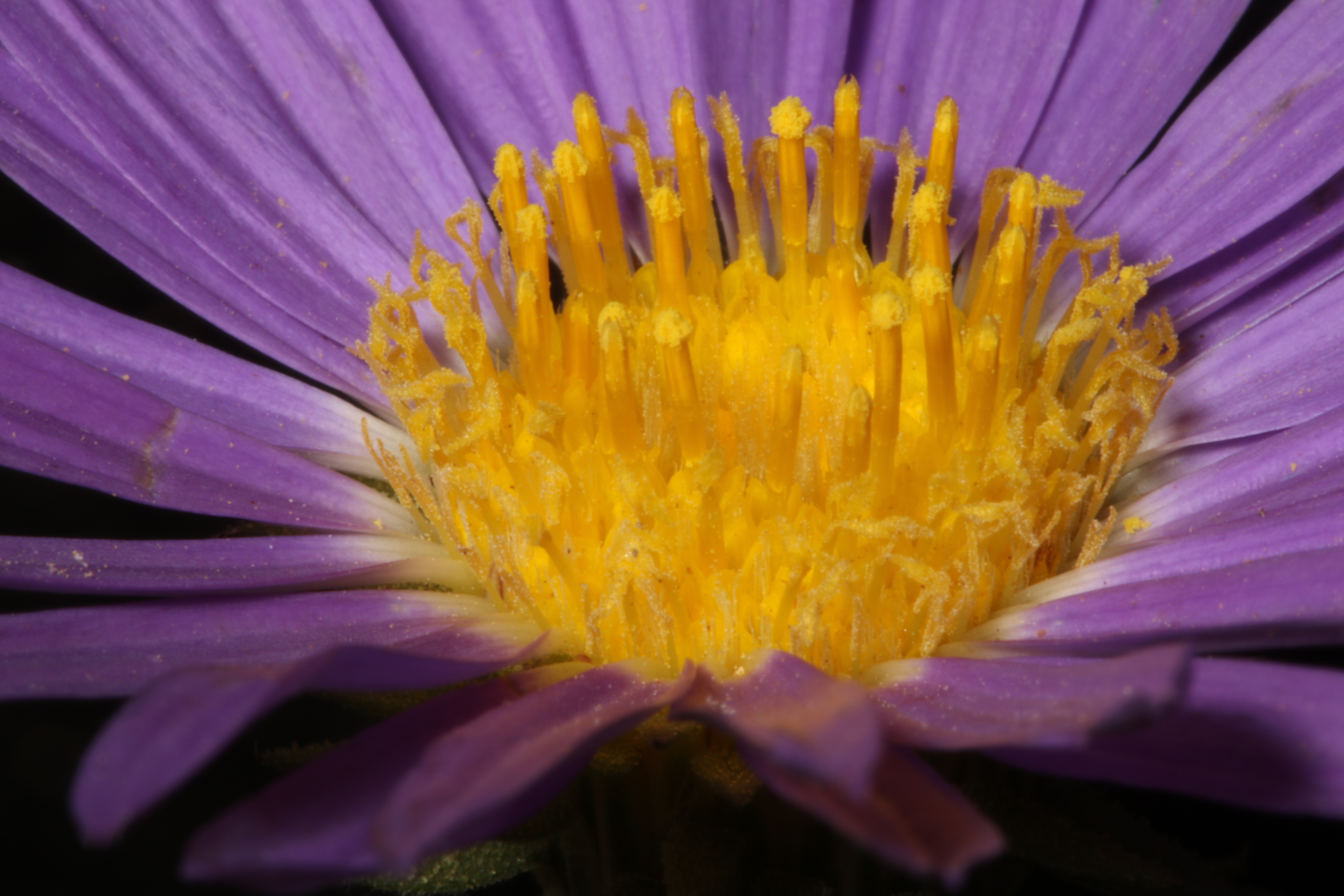 380426 Bildschirmschoner und Hintergrundbilder Blumen auf Ihrem Telefon. Laden Sie  Bilder kostenlos herunter