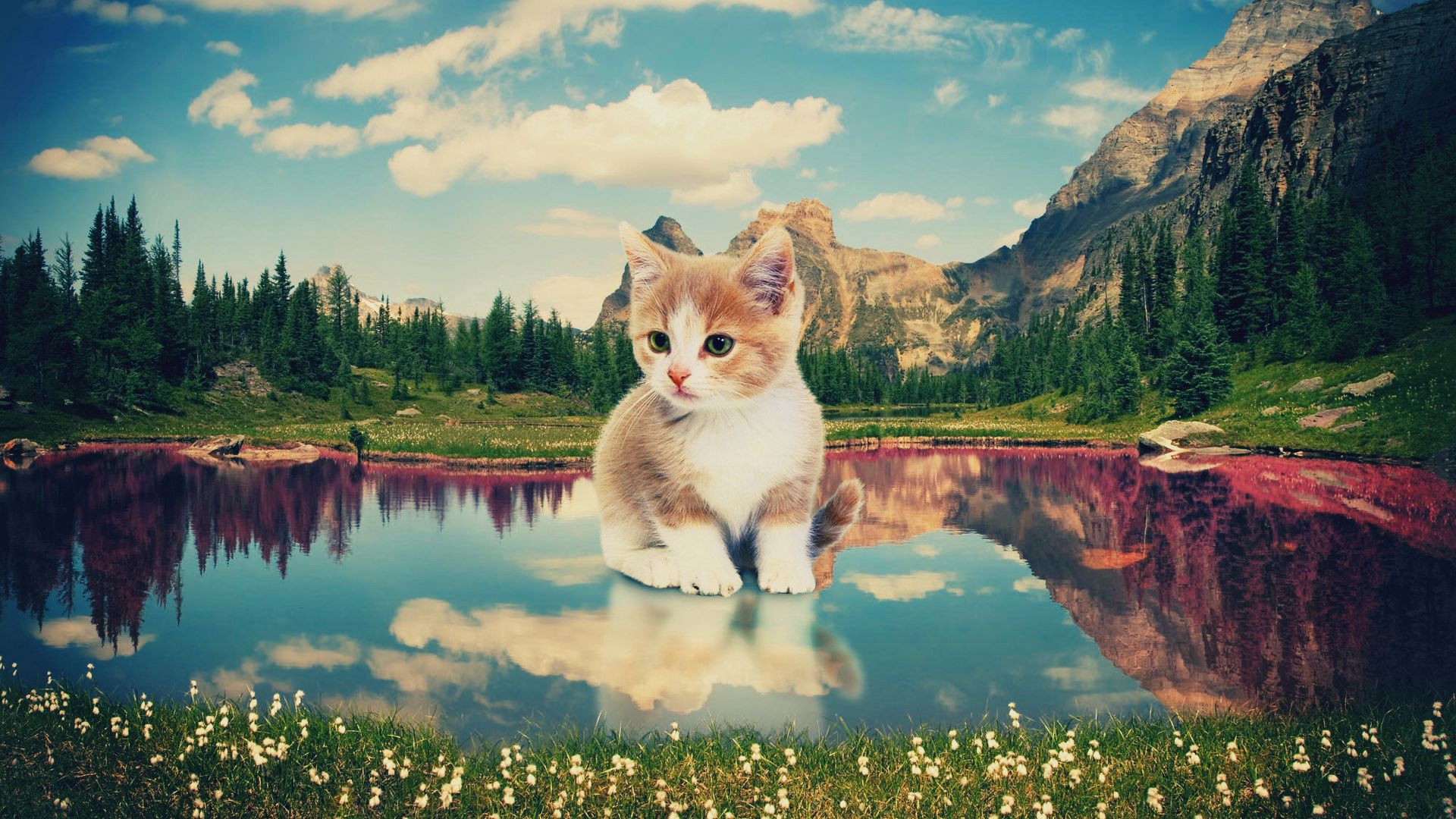 nature, kitty, kitten, art, lake, photoshop Full HD