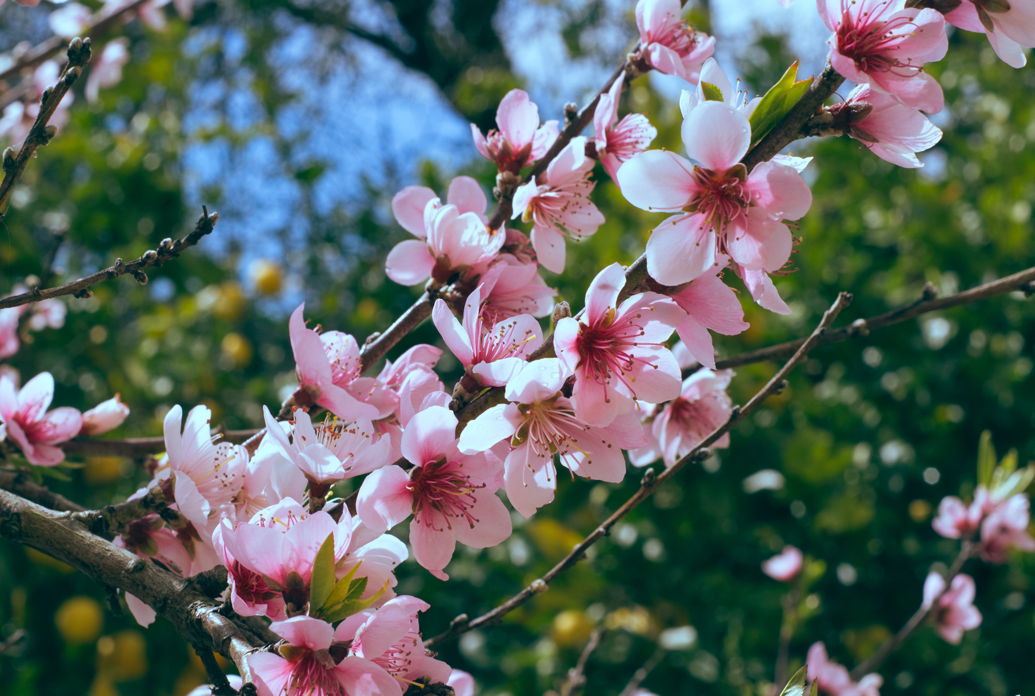 Descarga gratis la imagen Florecer, Rama, Primavera, Tierra/naturaleza en el escritorio de tu PC