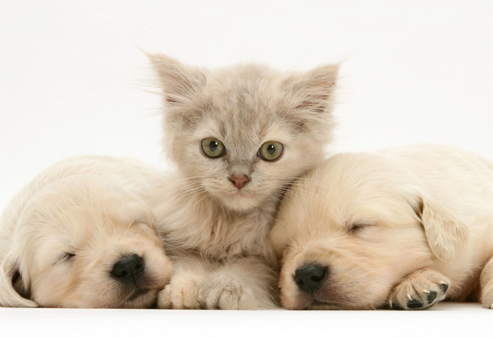 Baixar papel de parede para celular de Animais, Gato, Gatinho, Labrador, Animal Bebê, Filhote, Gato & Cão gratuito.
