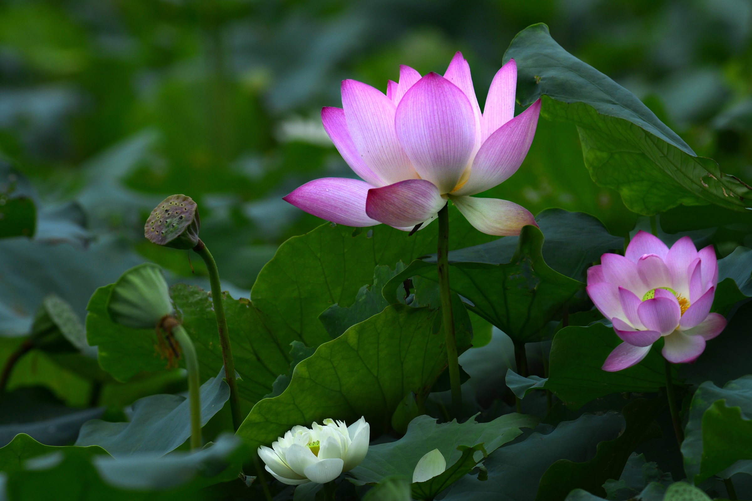 Téléchargez des papiers peints mobile Fleurs, Lotus, Fleur, La Nature, Terre/nature, Fleur Rose gratuitement.