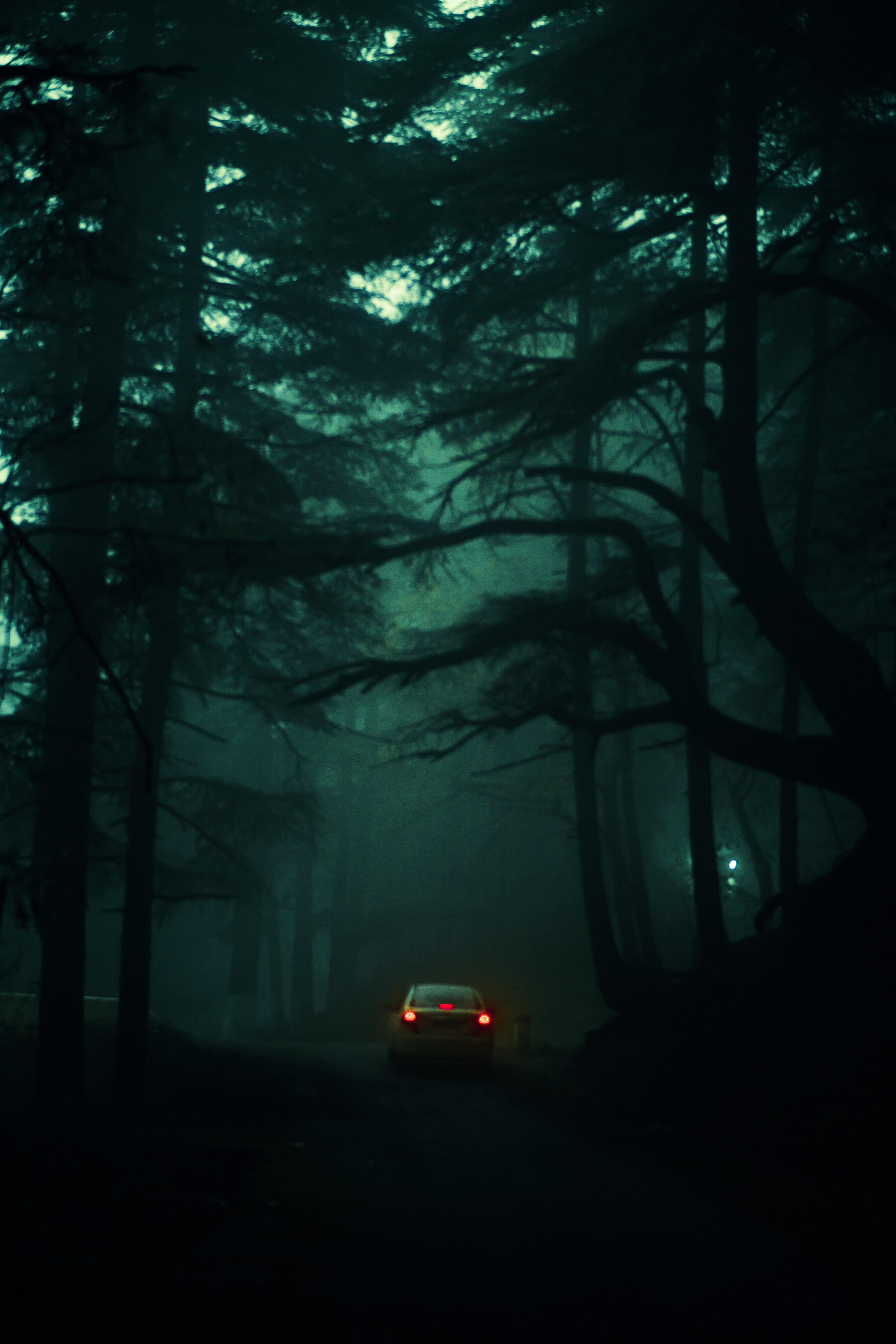 113627 завантажити картинку дерева, темні, темний, туман, автомобіль, розмитість, гладкою, морок, темрява - шпалери і заставки безкоштовно