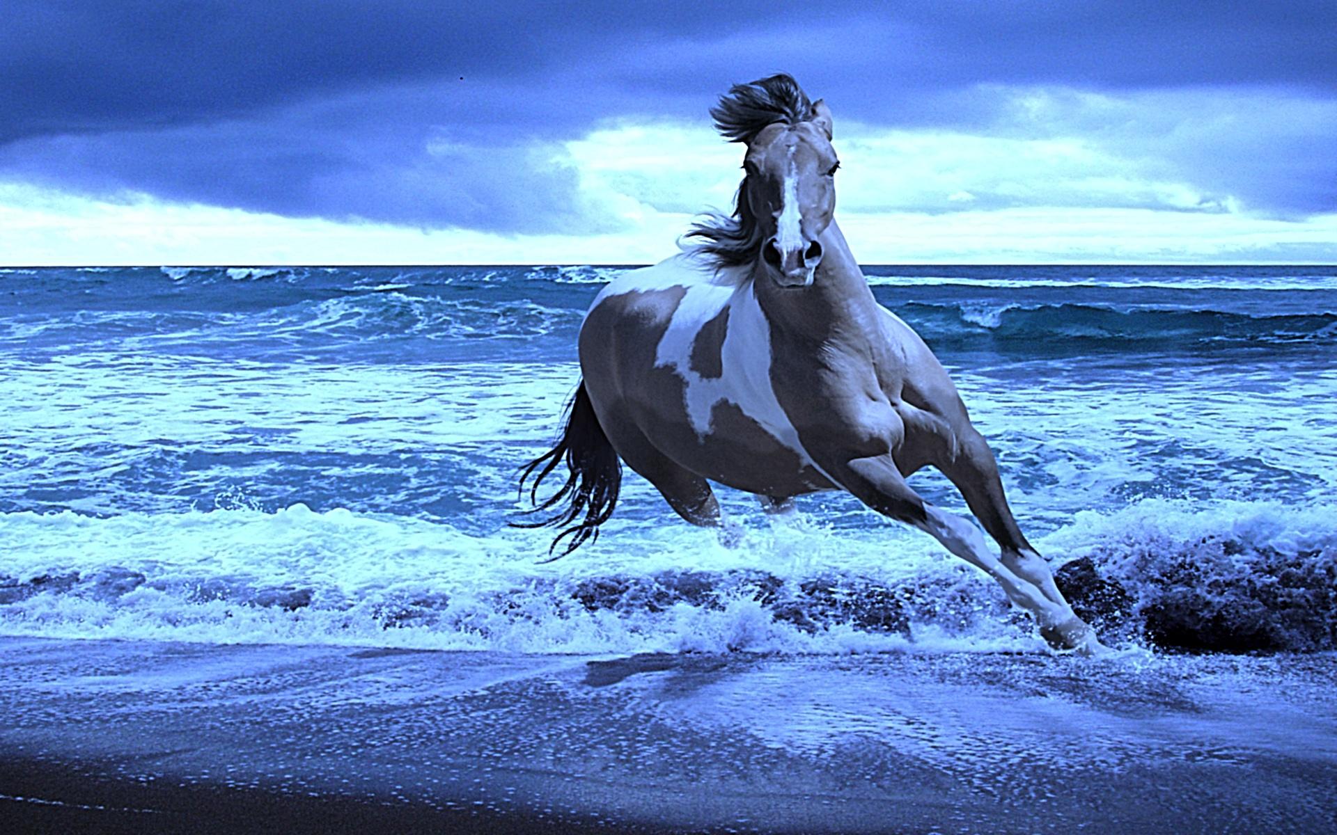 Скачать картинку Животные, Море, Океан, Лошадь в телефон бесплатно.