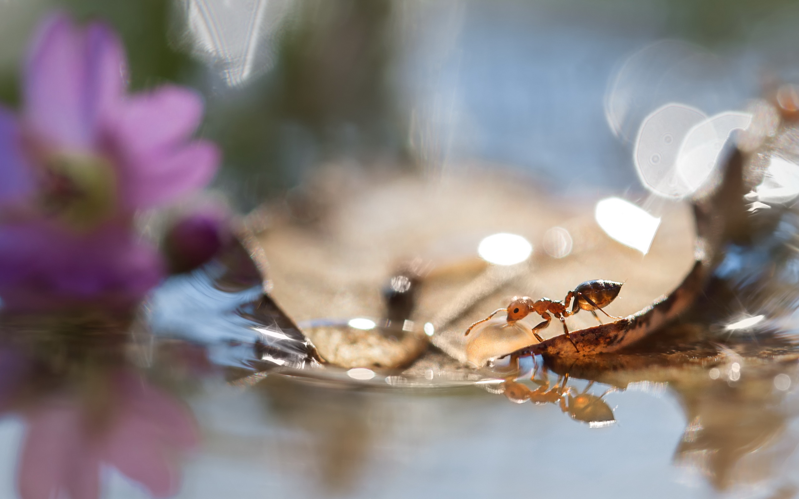 Free download wallpaper Water, Macro, Leaf, Insect, Animal, Bokeh, Ant on your PC desktop