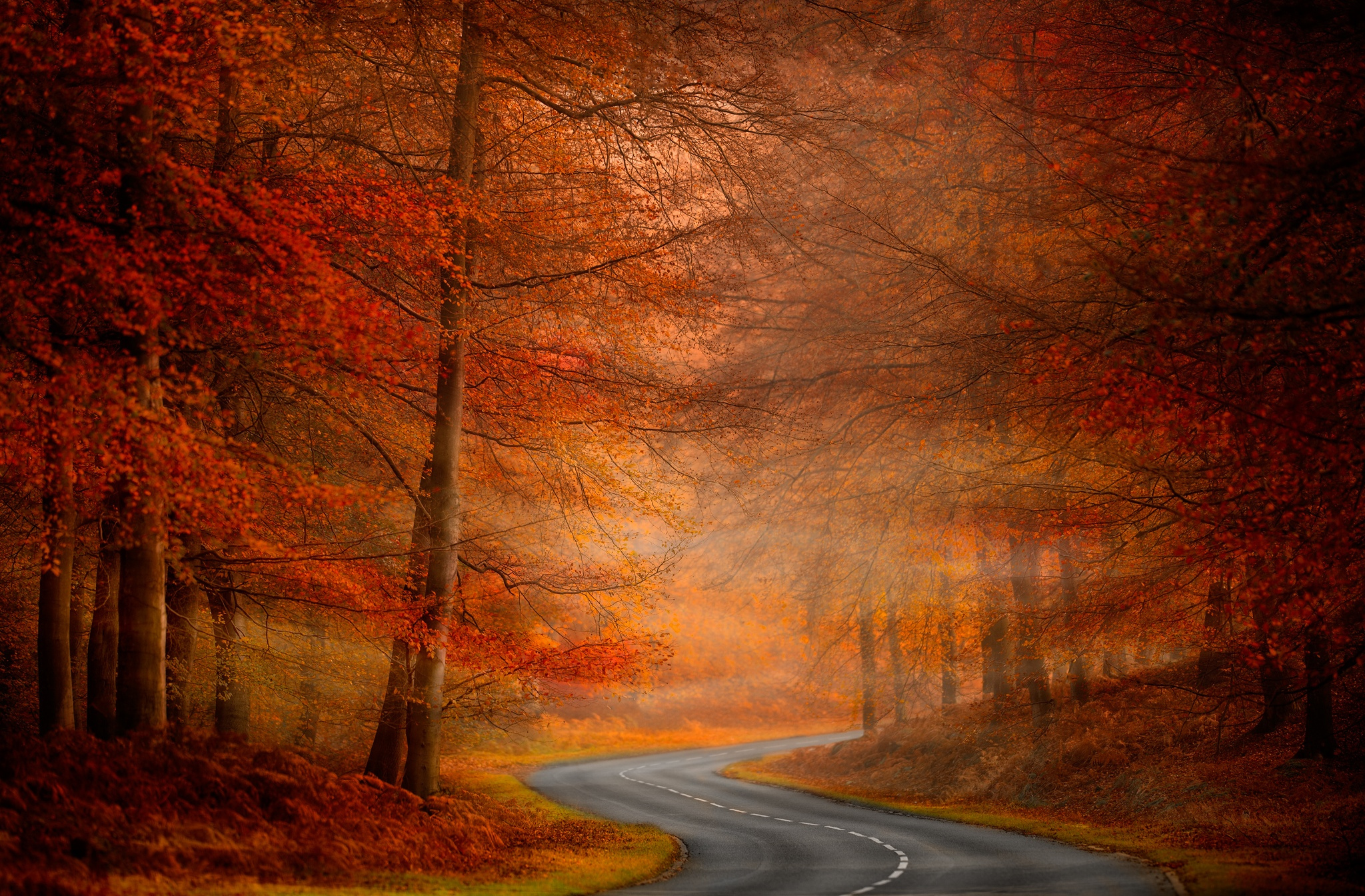 Download mobile wallpaper Nature, Road, Forest, Tree, Fall, Man Made for free.