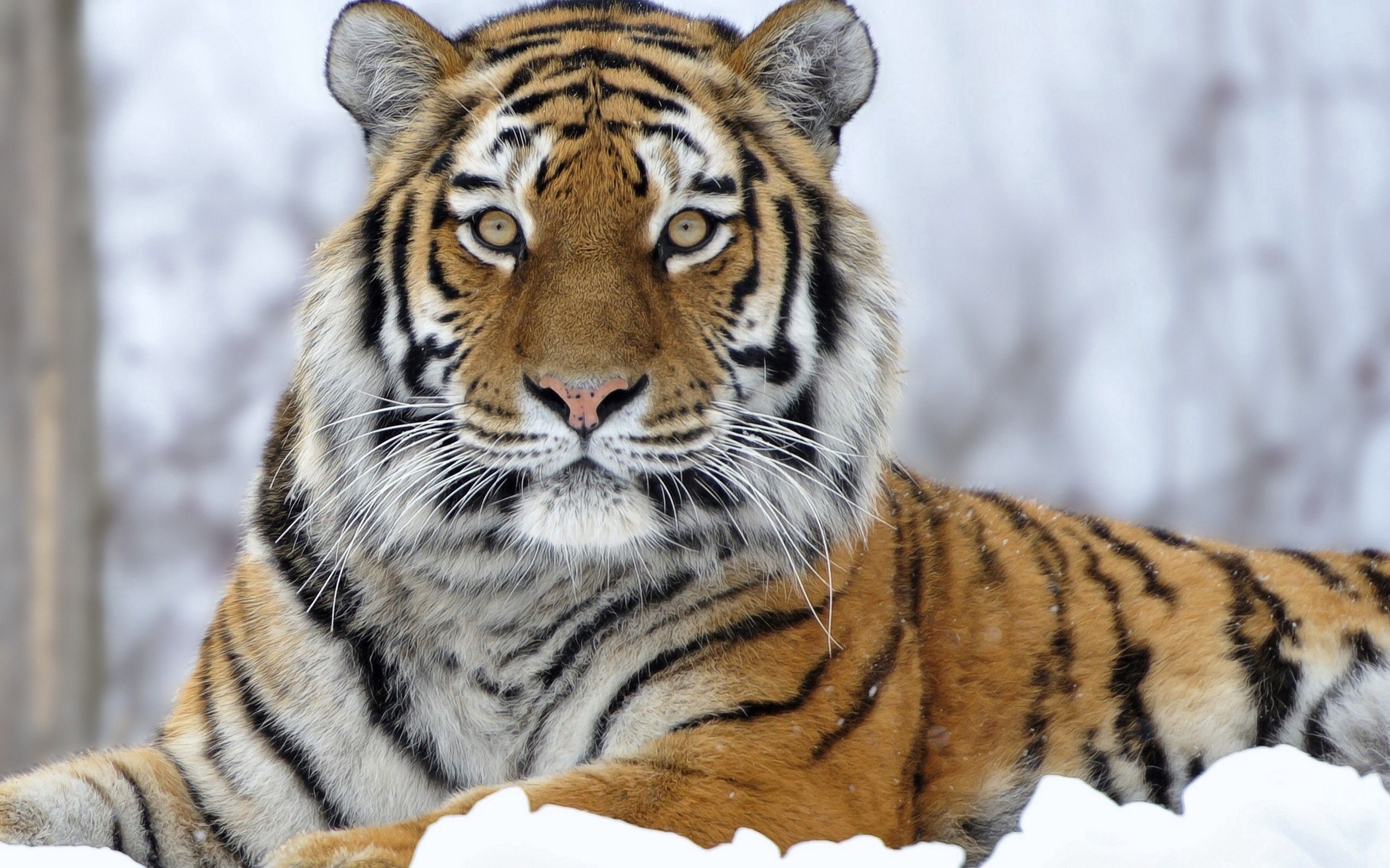 animals, snow, muzzle, sight, opinion, tiger Image for desktop