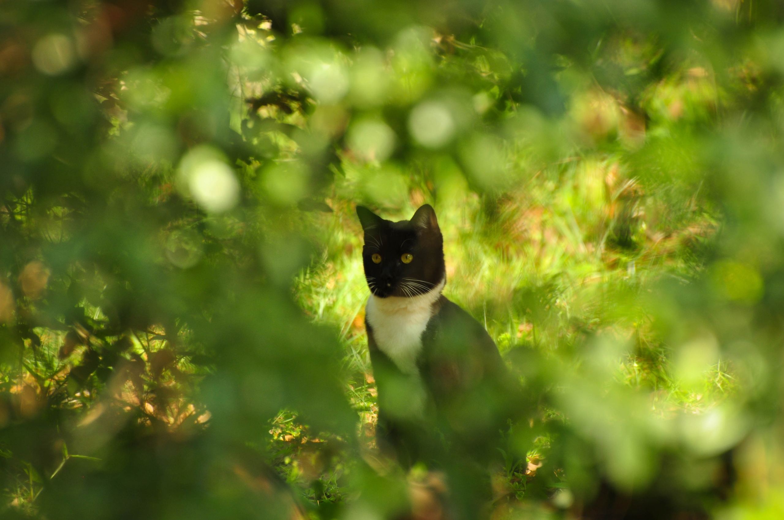 Free download wallpaper Animals, Grass, Sit, Branches, Cat on your PC desktop
