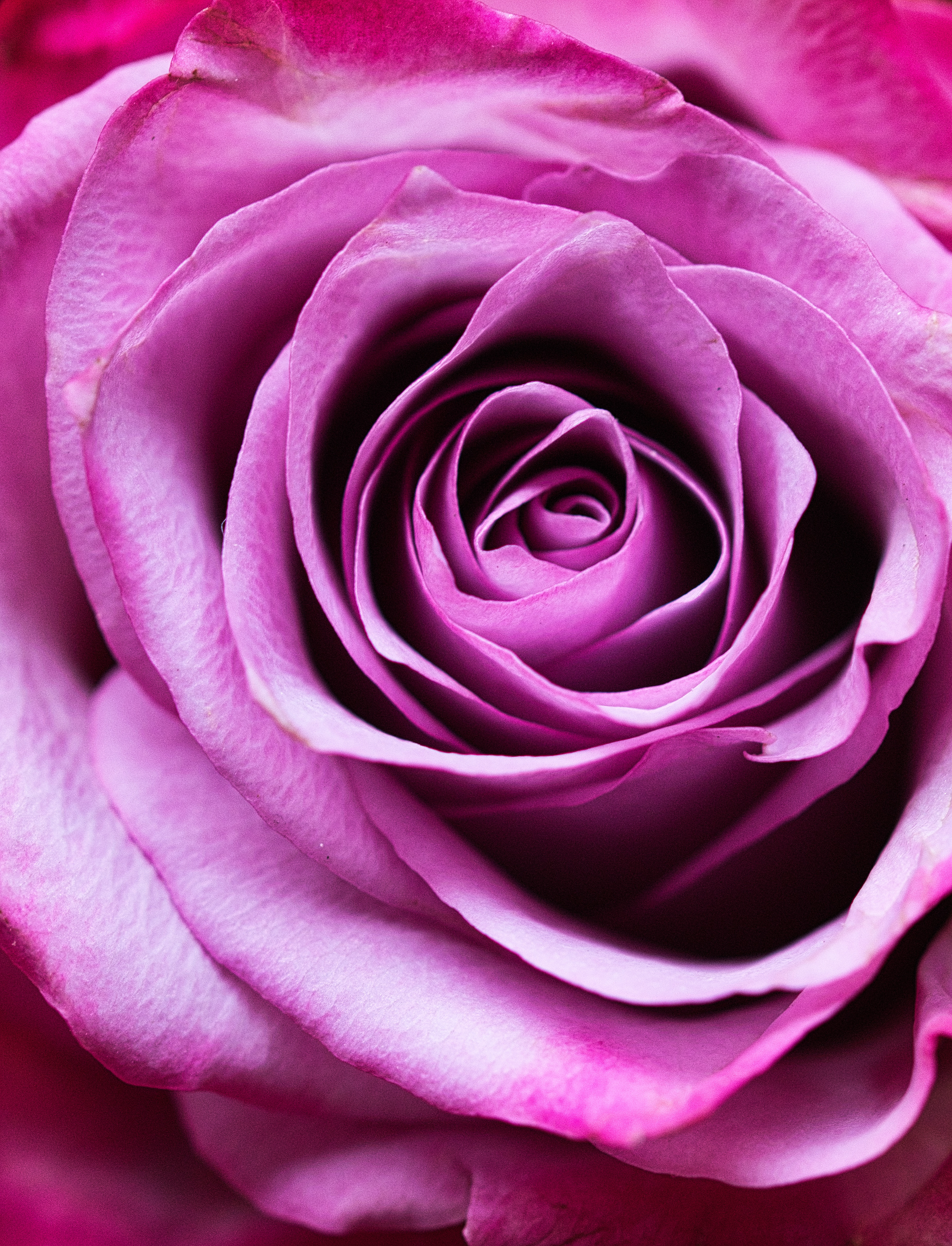 petals, romance, flowers, pink, flower, rose flower, rose, close up Image for desktop