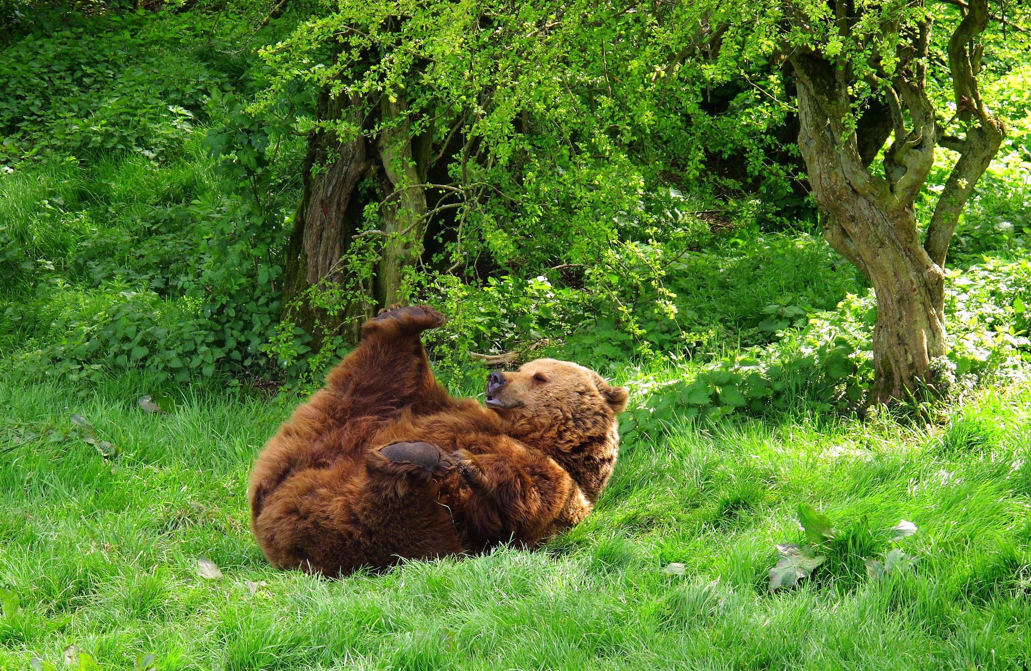 Download mobile wallpaper To Lie Down, Lie, Playful, Animals, Grass, Bear for free.