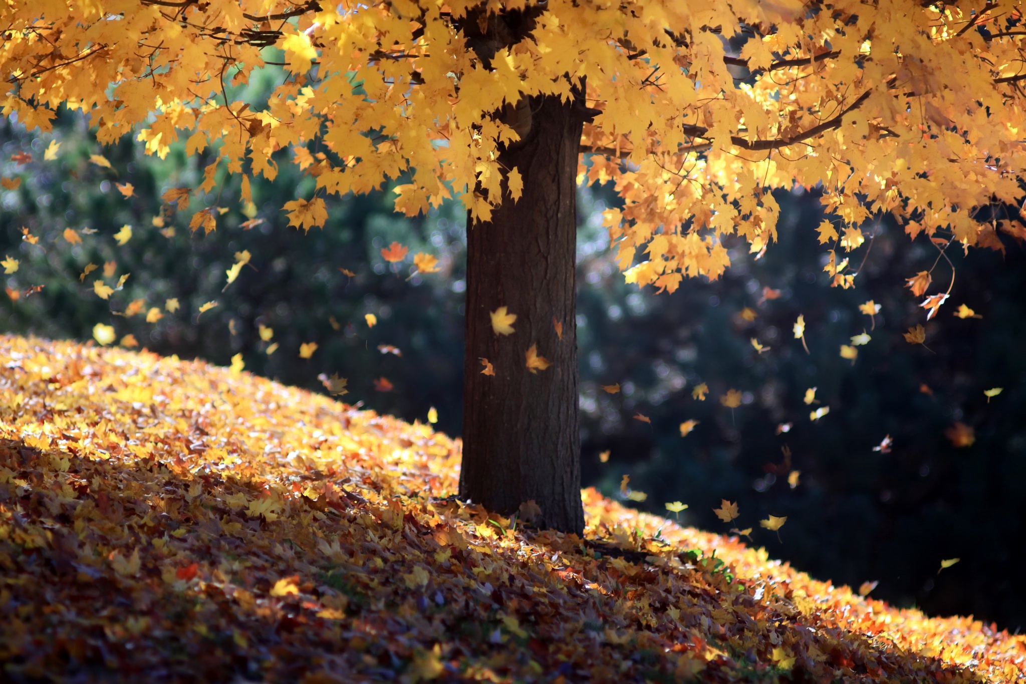Download mobile wallpaper Nature, Tree, Leaf, Fall, Earth for free.