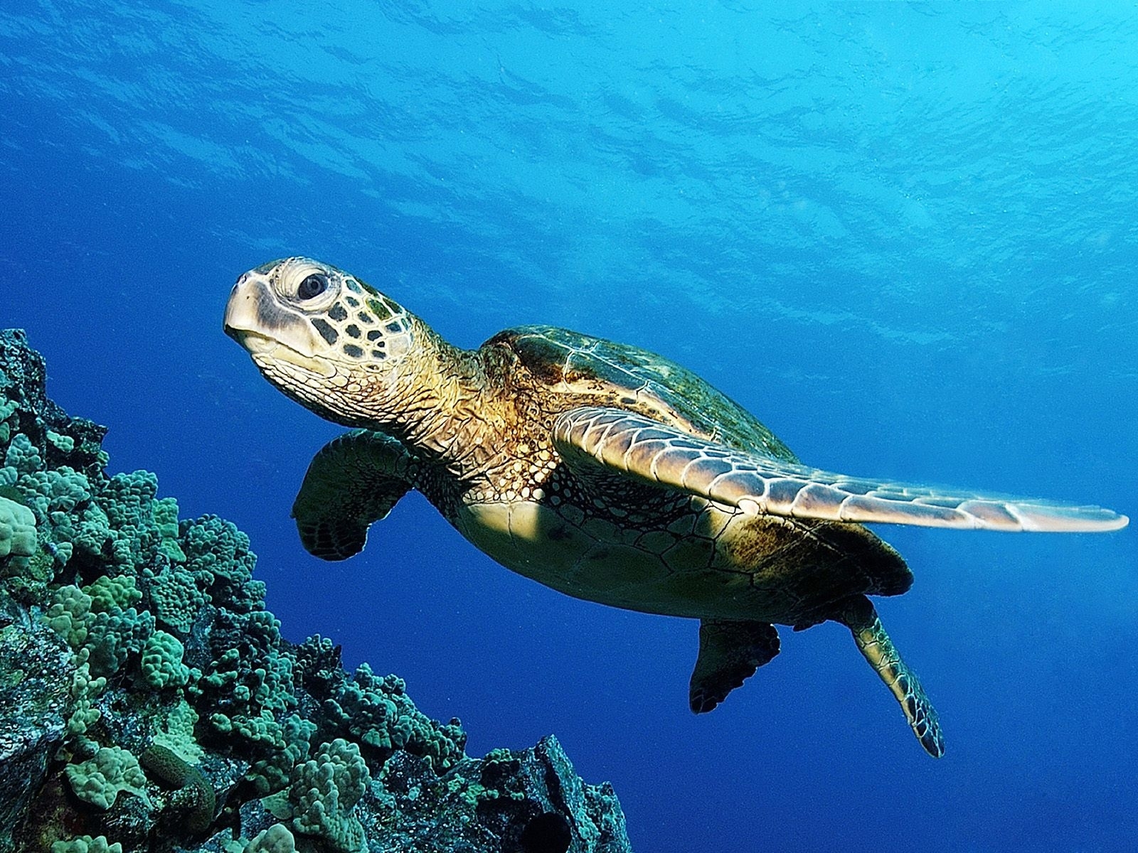 Download mobile wallpaper Animals, Turtles, Sea for free.