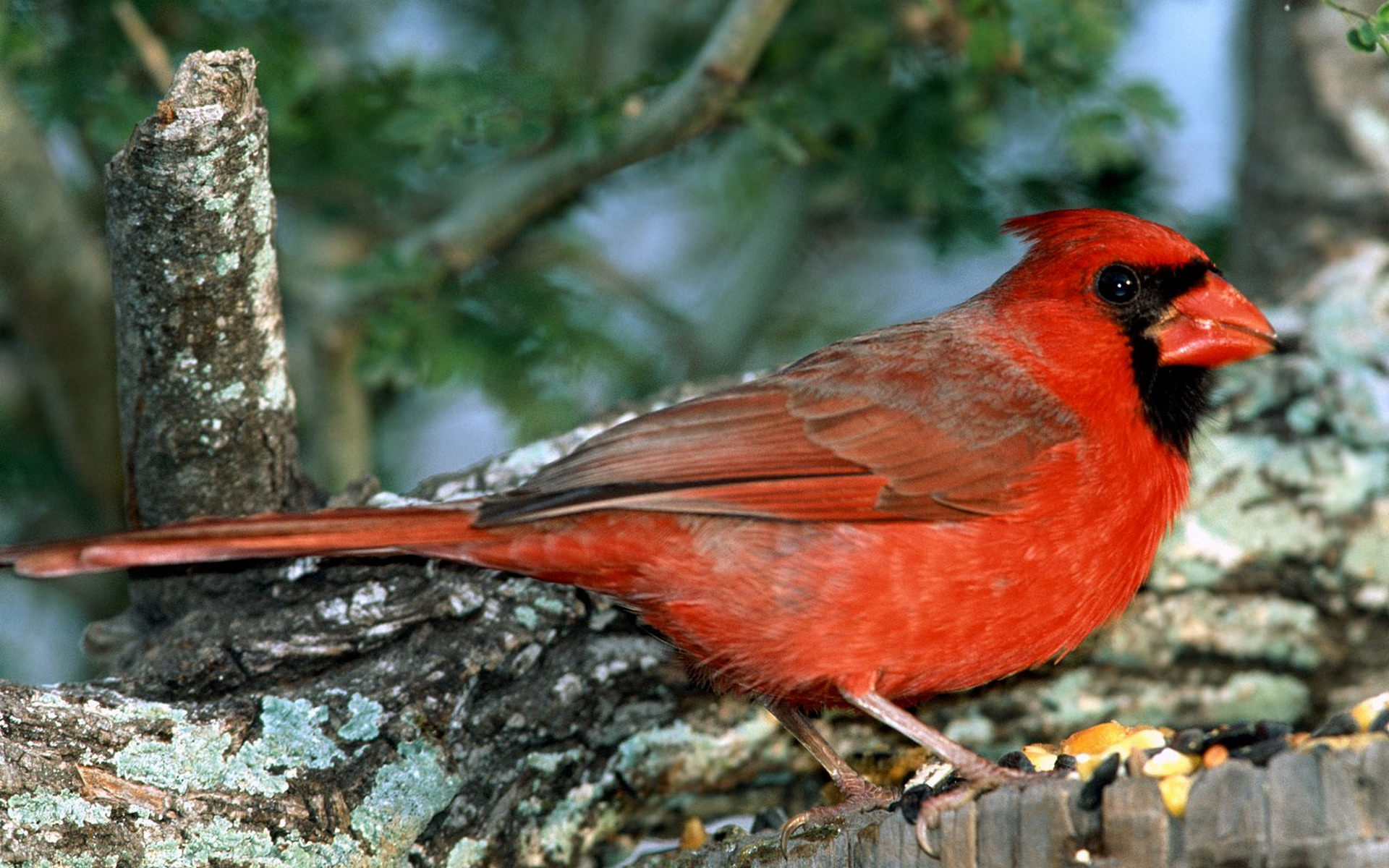 312254 Hintergrundbild herunterladen tiere, kardinal, vögel - Bildschirmschoner und Bilder kostenlos