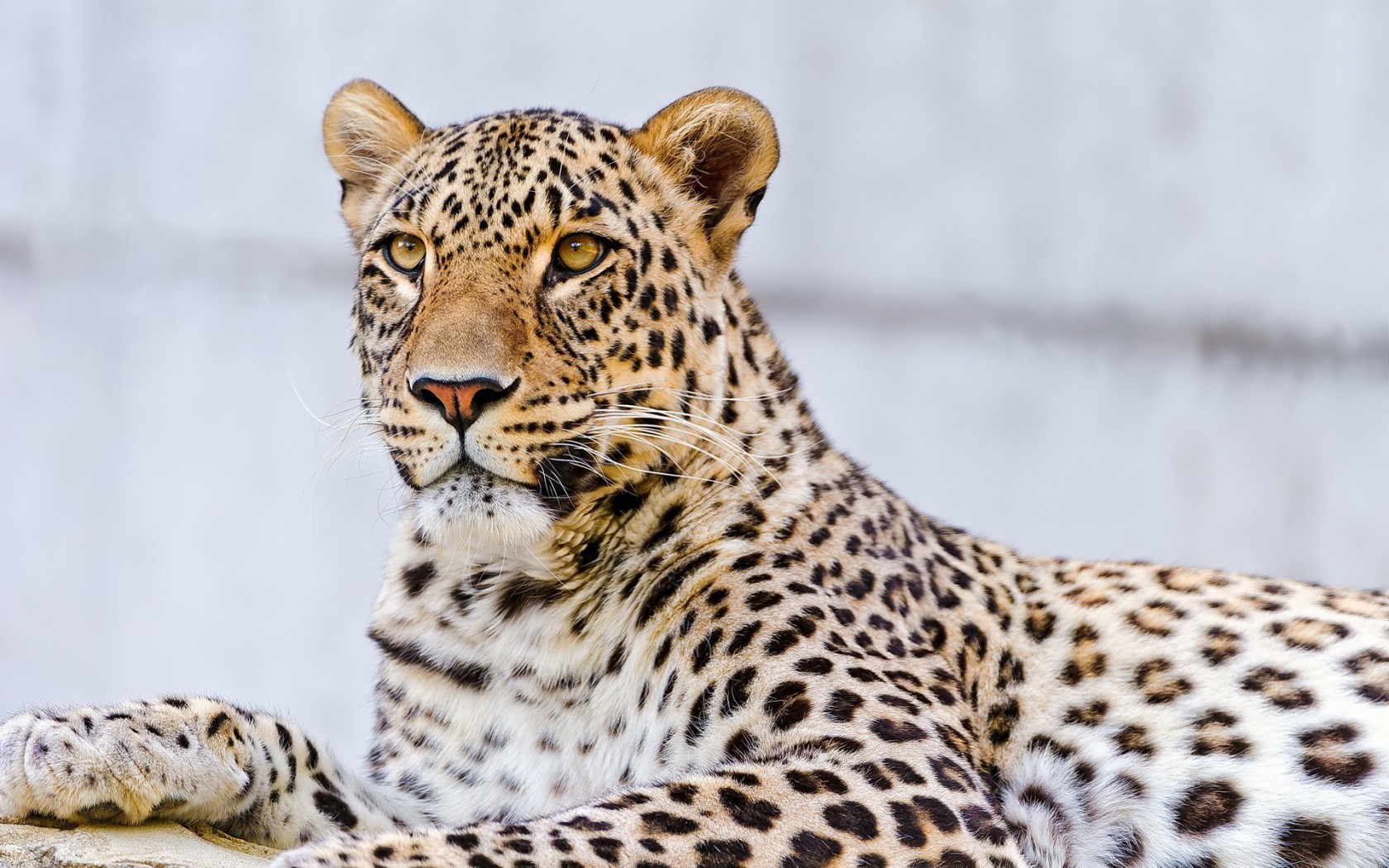 Descarga gratuita de fondo de pantalla para móvil de Animales, Gatos, Leopardo.