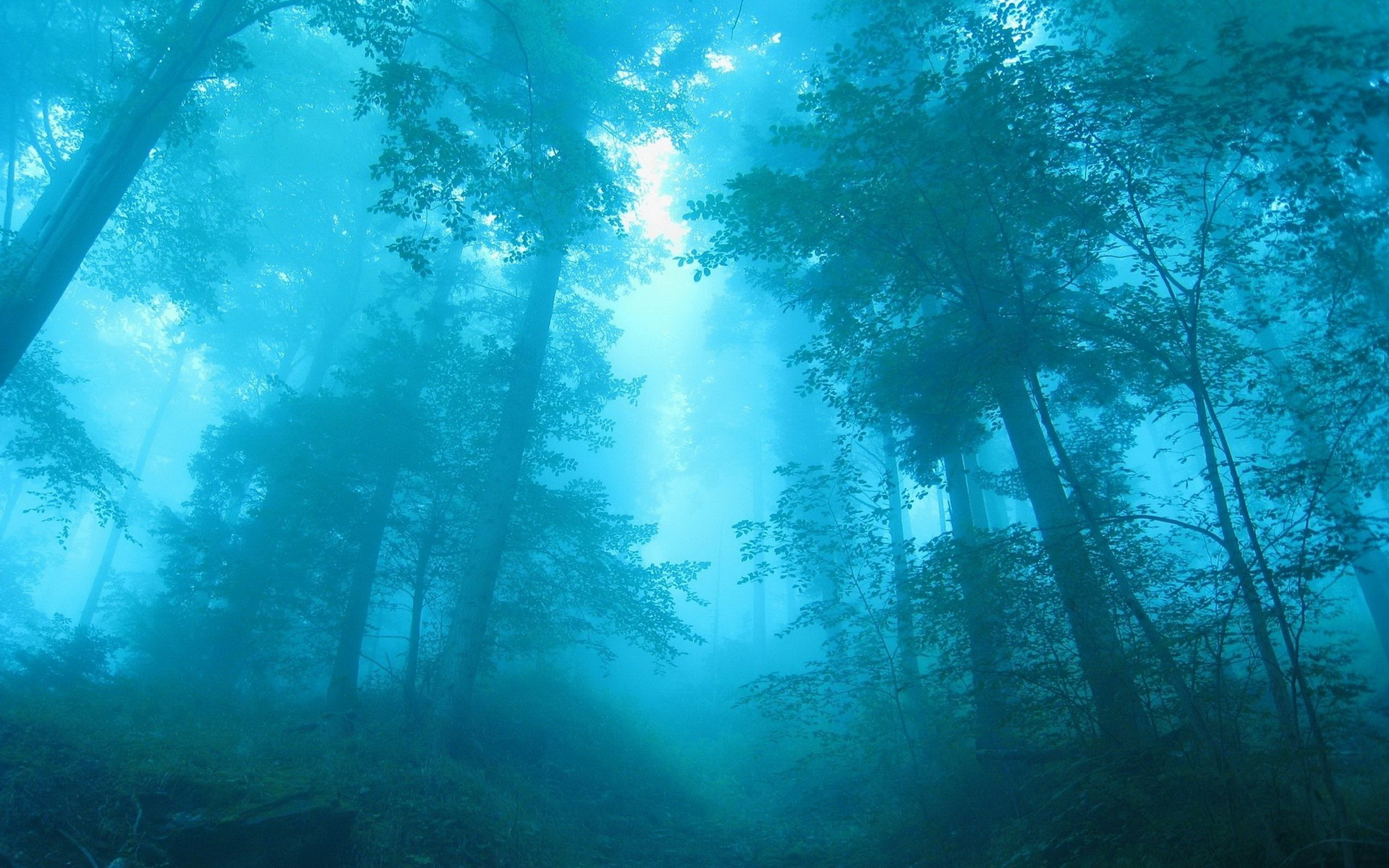 Descarga gratuita de fondo de pantalla para móvil de Bosque, Niebla, Tierra/naturaleza.