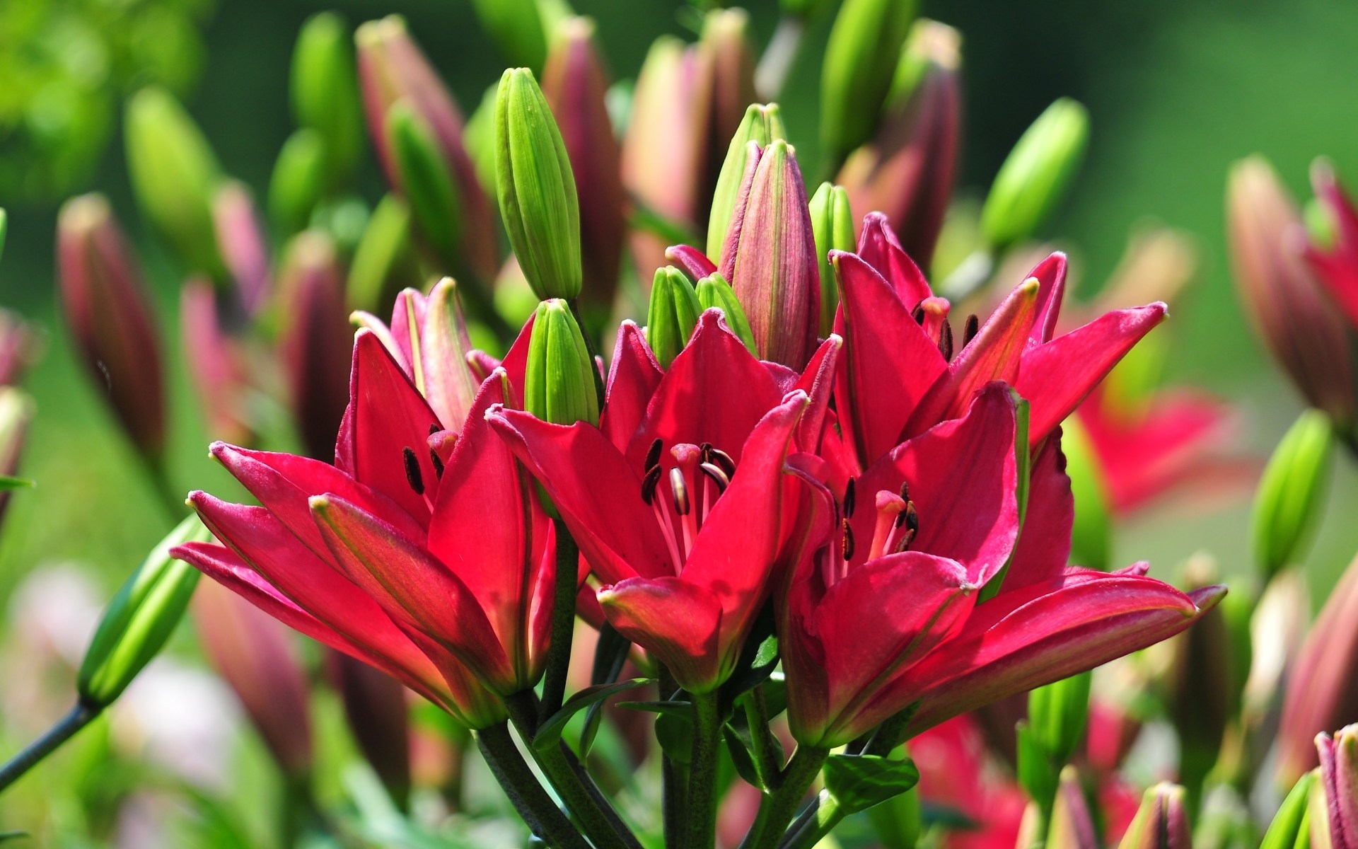 Free download wallpaper Flowers, Flower, Earth, Lily on your PC desktop