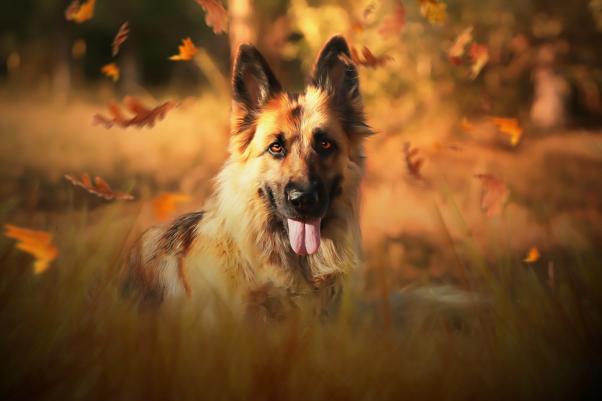 Free download wallpaper Dogs, Dog, Animal, German Shepherd on your PC desktop