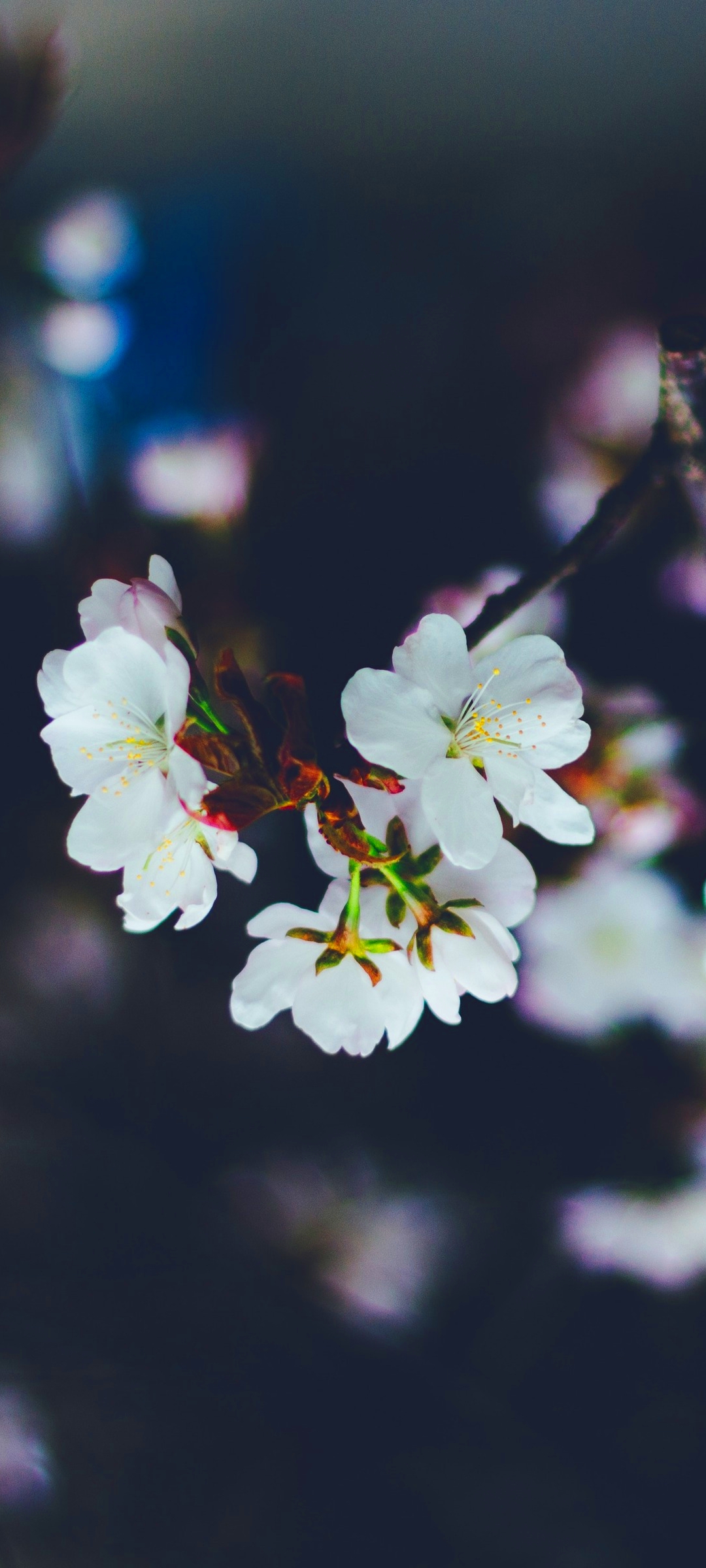 Descarga gratuita de fondo de pantalla para móvil de Flores, Florecer, Flor Blanca, Tierra/naturaleza.