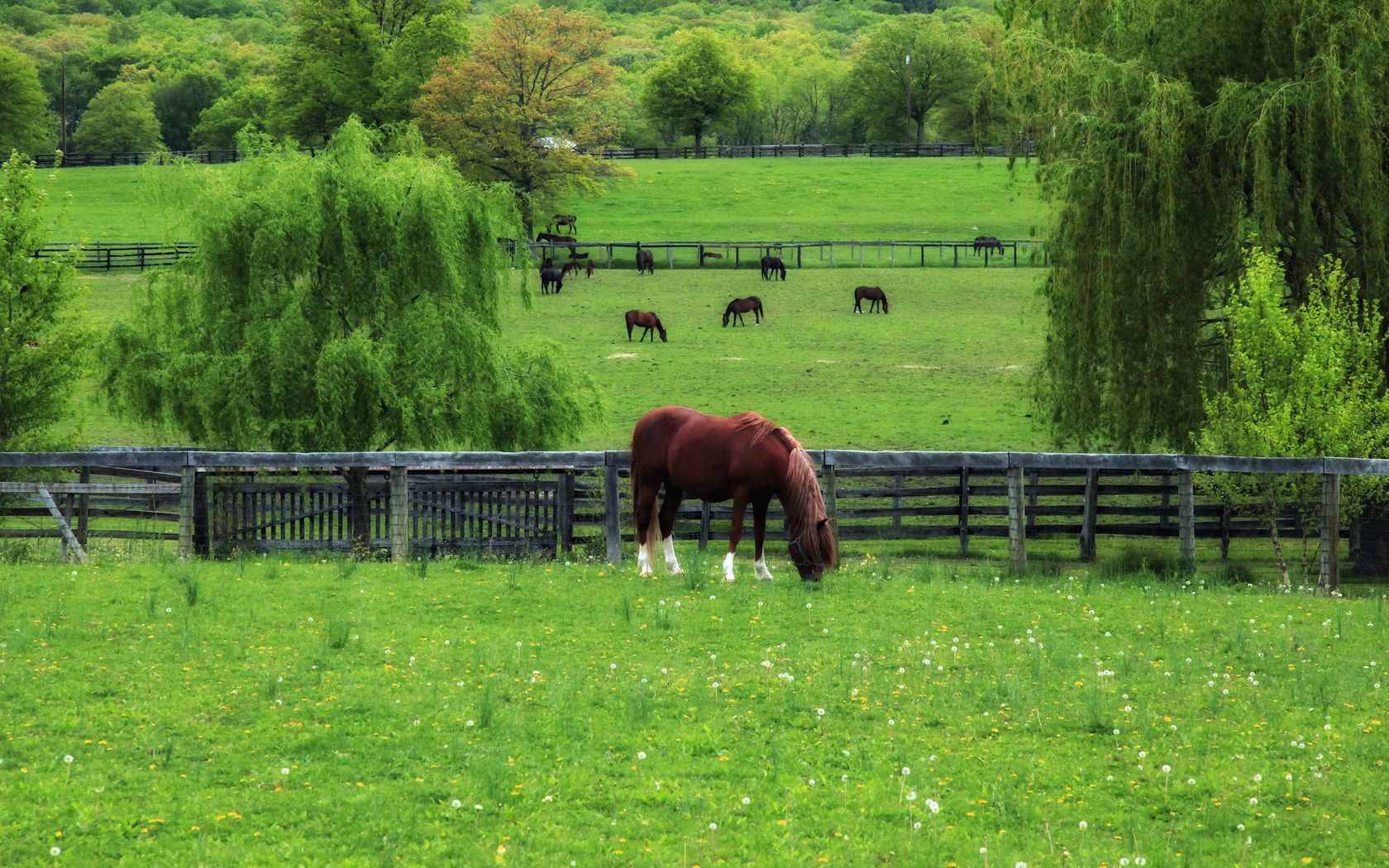 80743 скачать картинку животные, трава, поле, прогулка, ограда, газон, лошадь - обои и заставки бесплатно