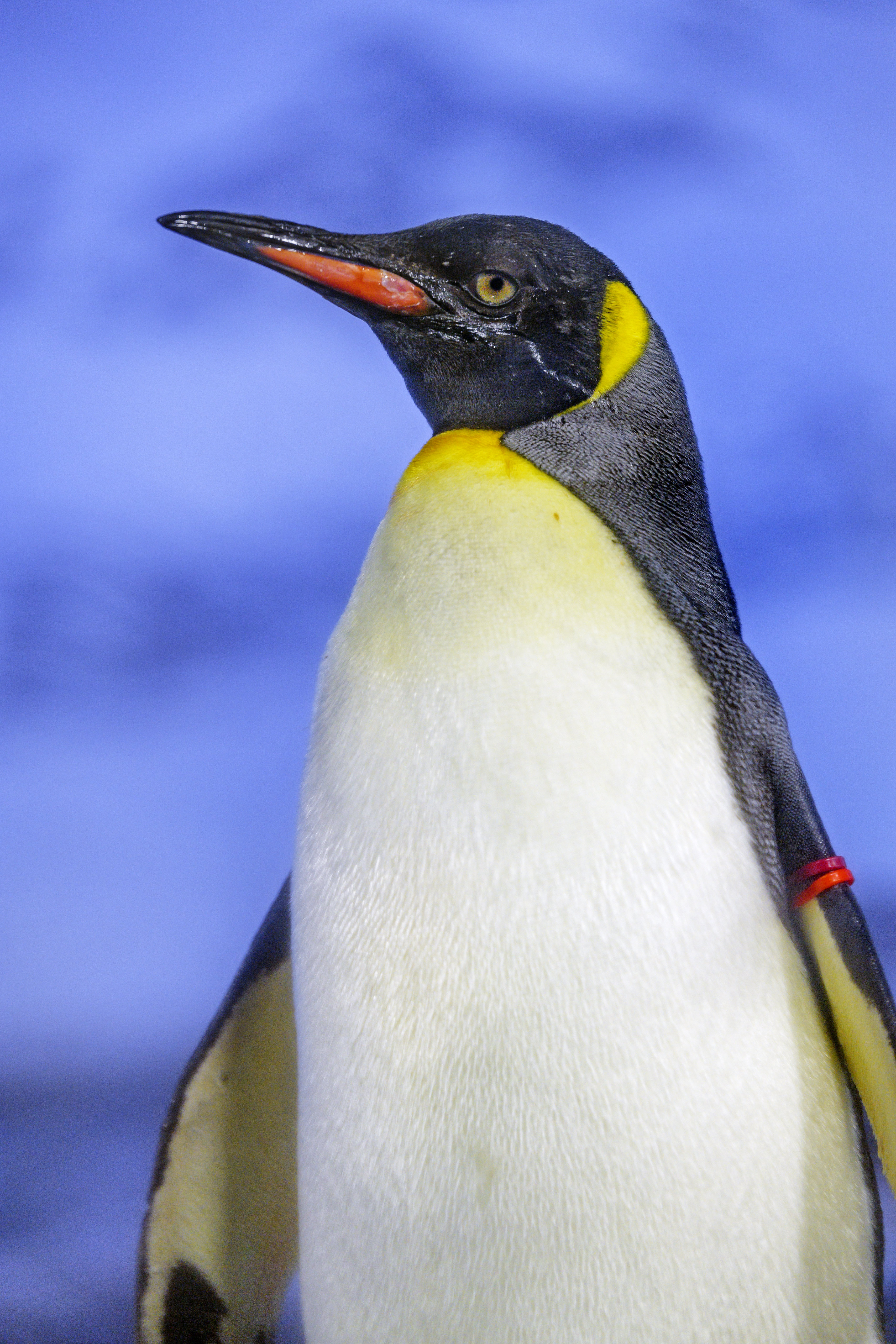 penguin, animals, feather, bird, beak lock screen backgrounds