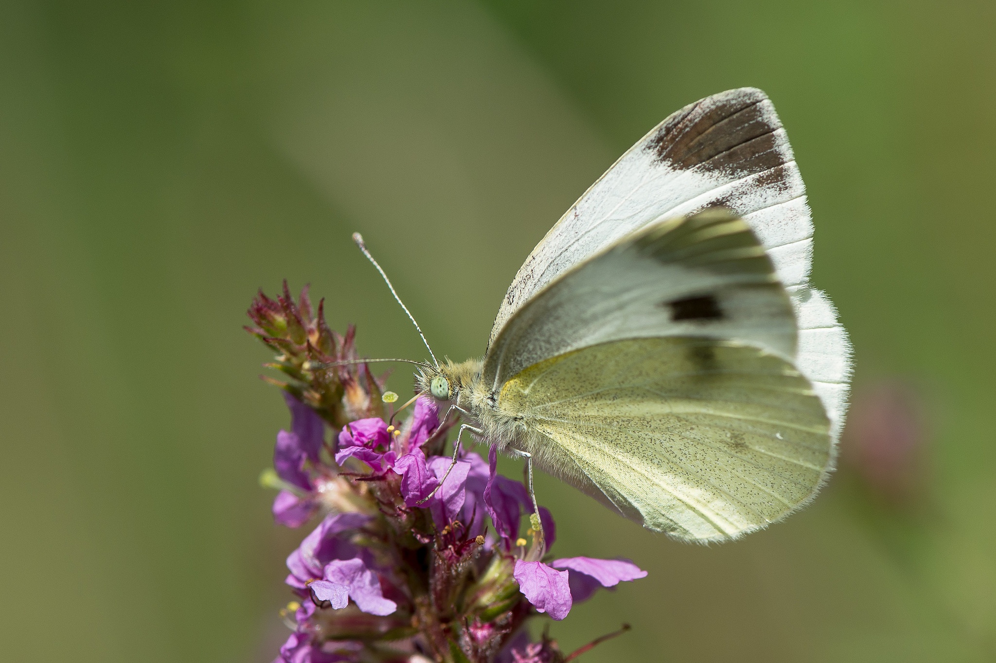 Descarga gratis la imagen Animales, Flor, Insecto, Mariposa, Macrofotografía en el escritorio de tu PC