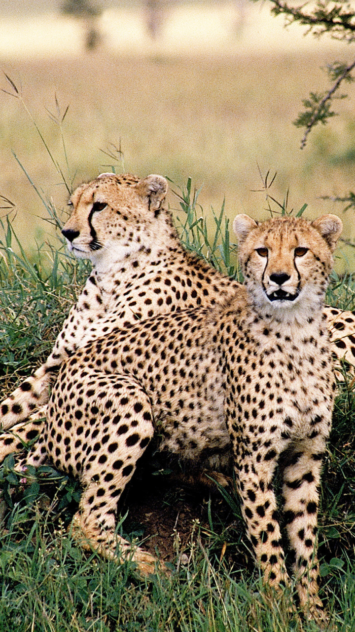 Download mobile wallpaper Cats, Cheetah, Animal for free.