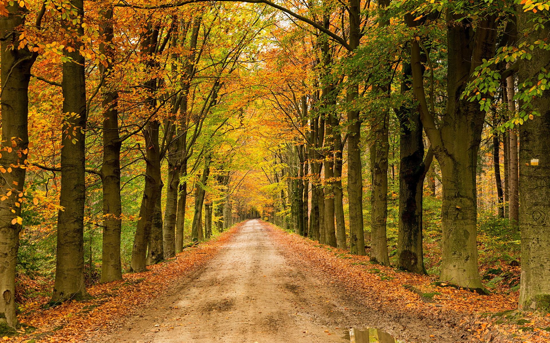 Free download wallpaper Tree, Fall, Earth, Path, Dirt Road on your PC desktop